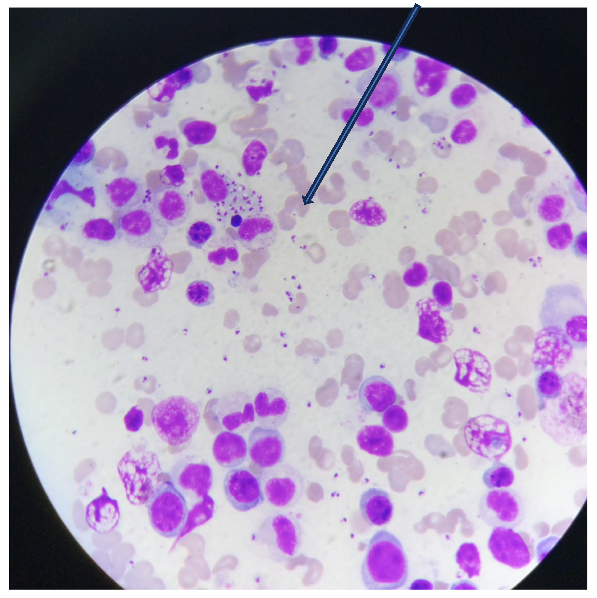 Pathogens 15 01026 g002 Pathogens 15 01026 g002