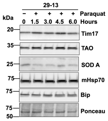 Pathogens 15 01053 g0a2 Pathogens 15 01053 g0a2