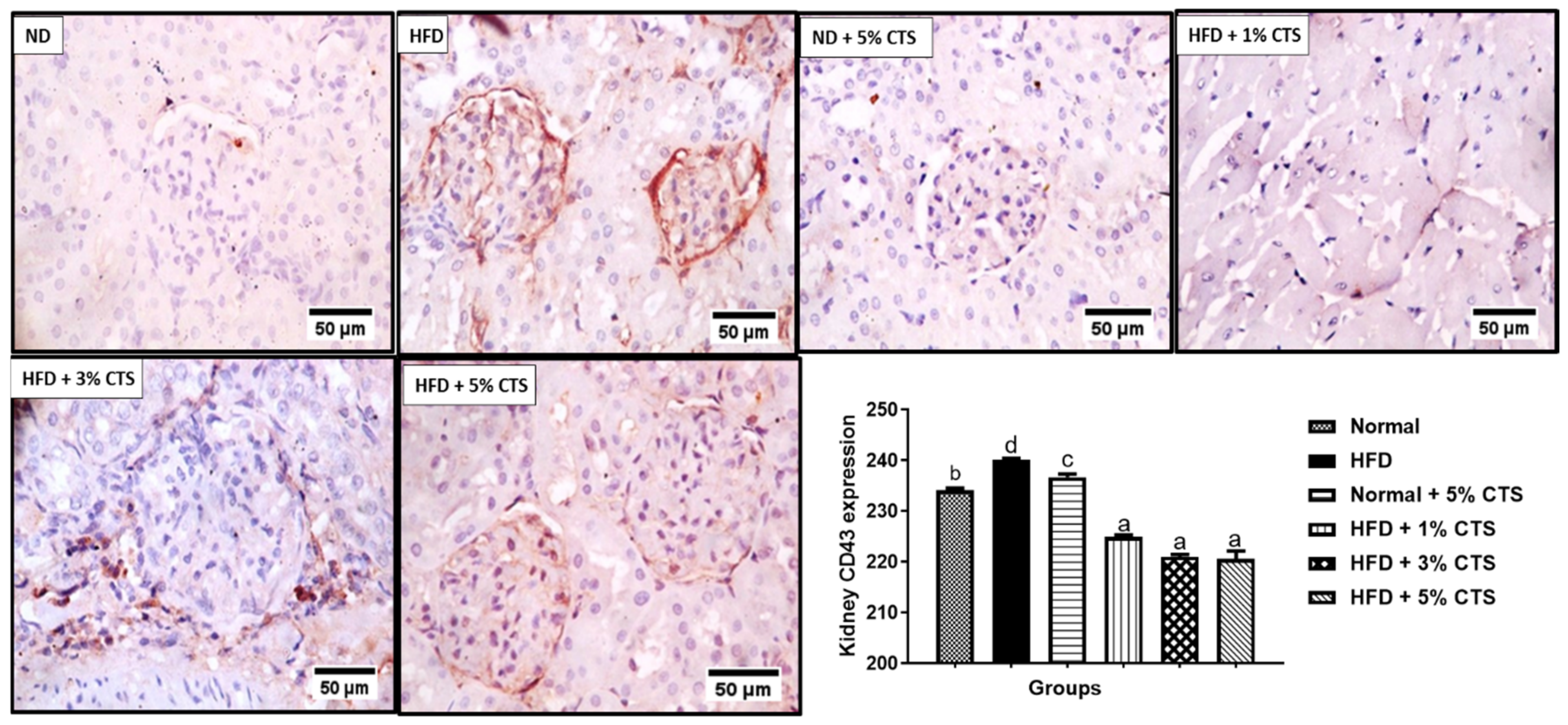 Pathophysiology 28 00015 g005