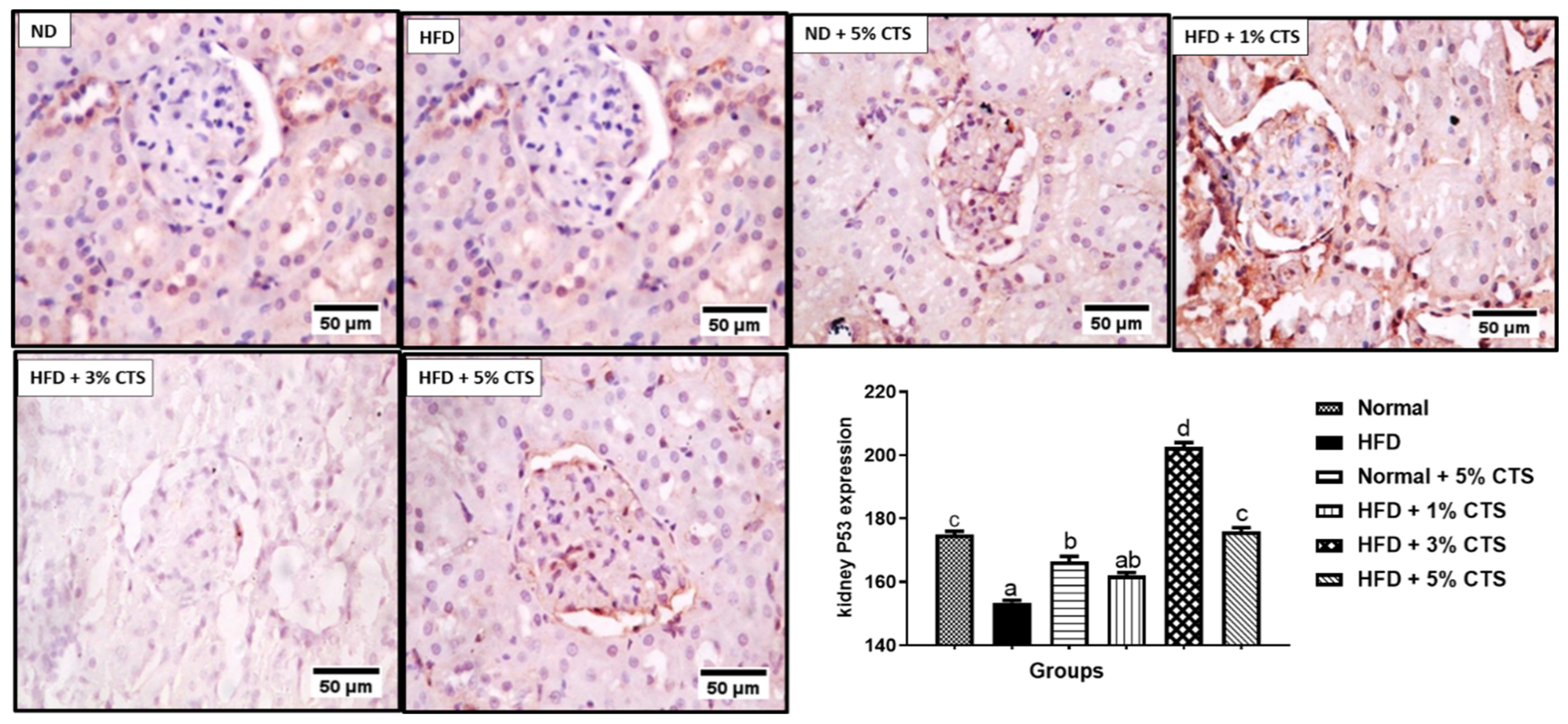 Pathophysiology 28 00015 g006
