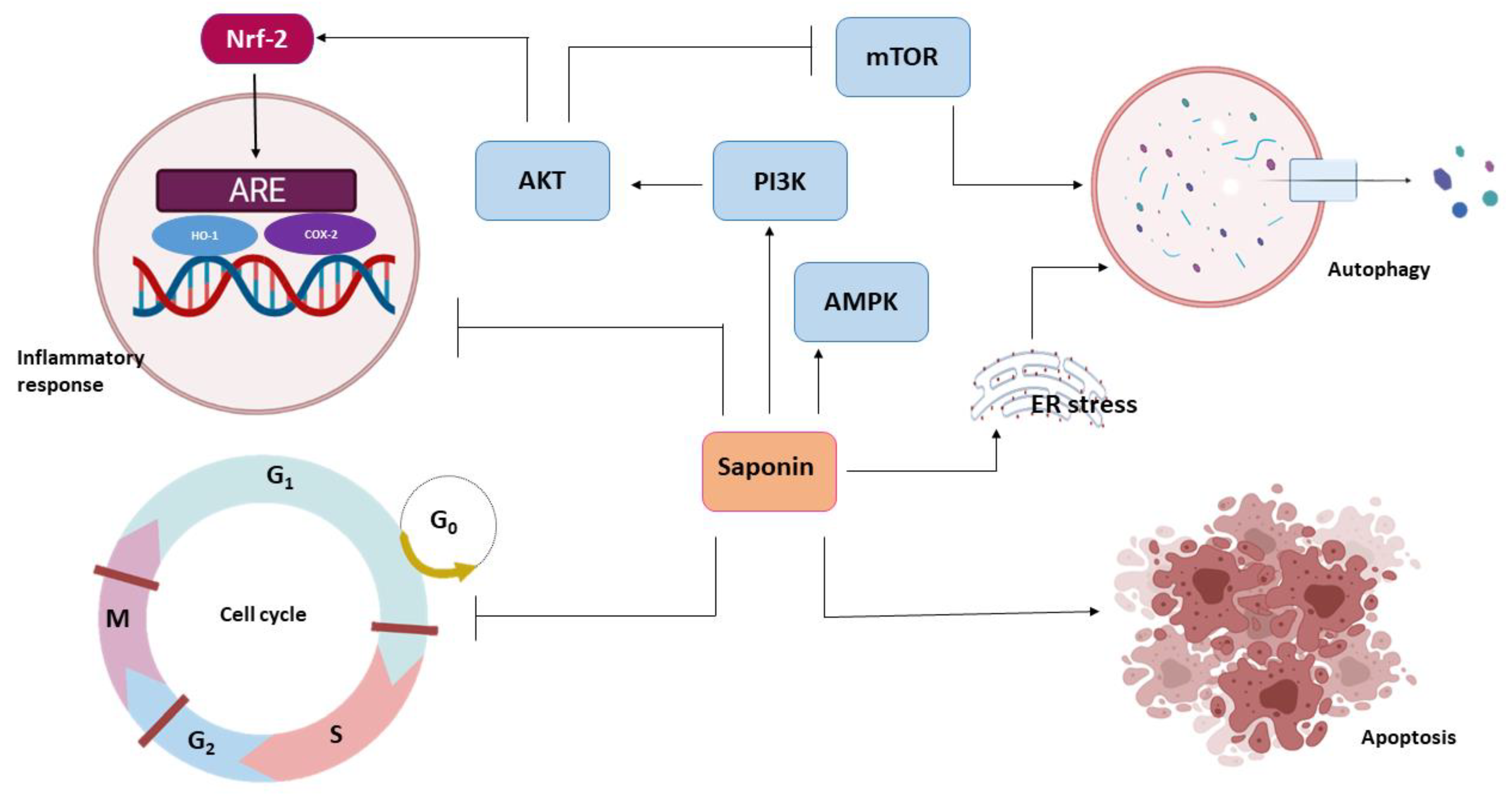 Pathophysiology 28 00017 g003