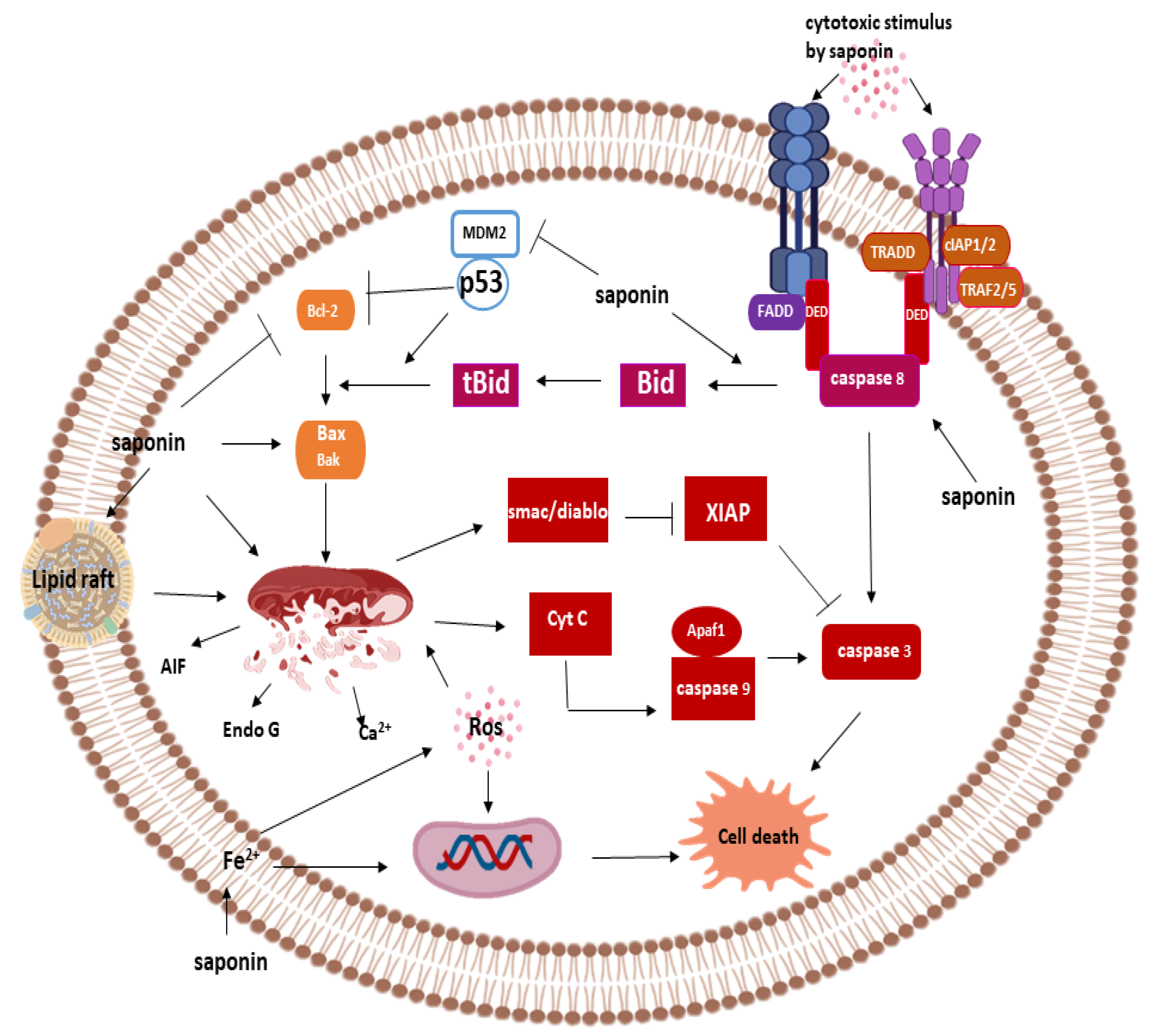 Pathophysiology 28 00017 g004
