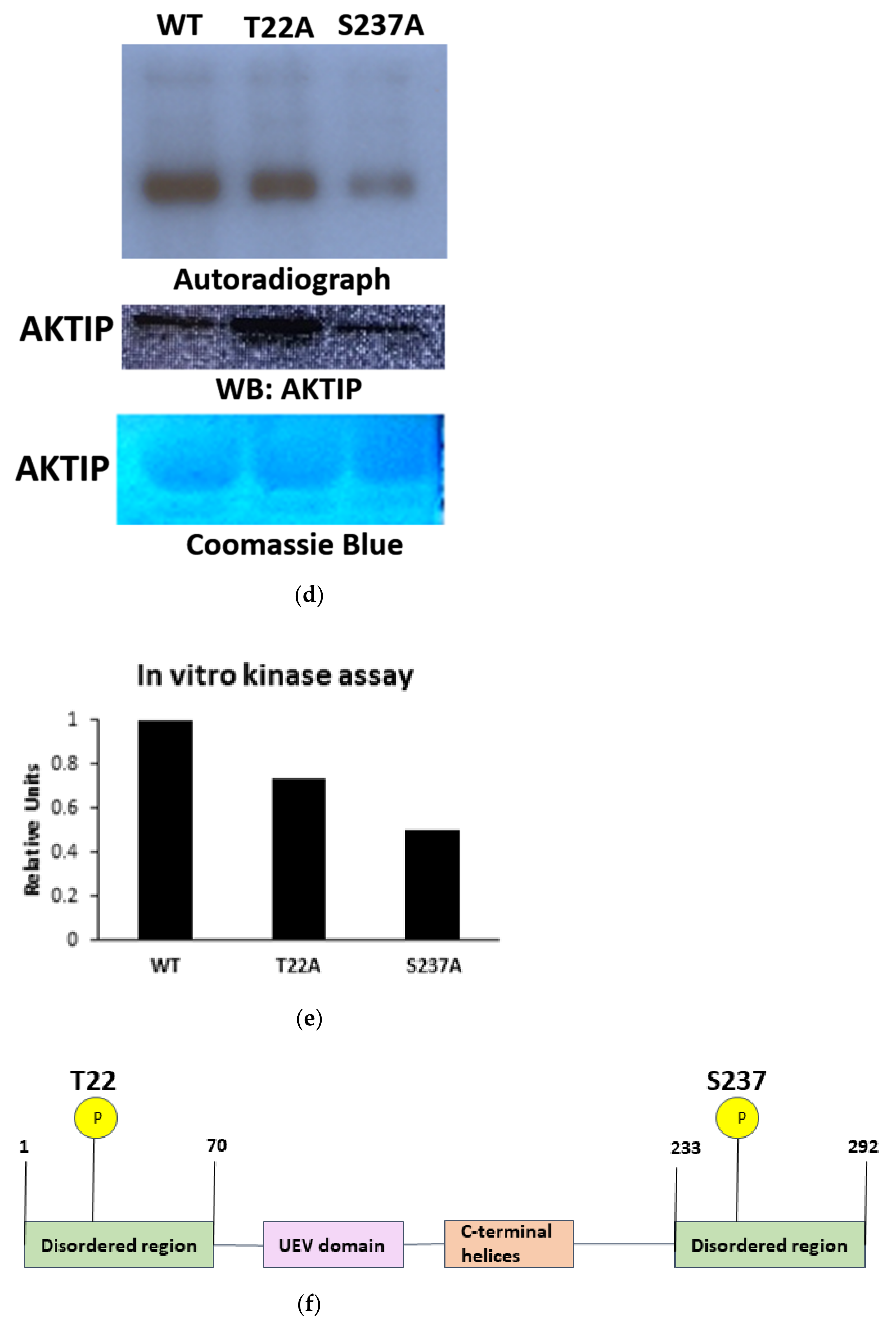 Pathophysiology 28 00023 g002c