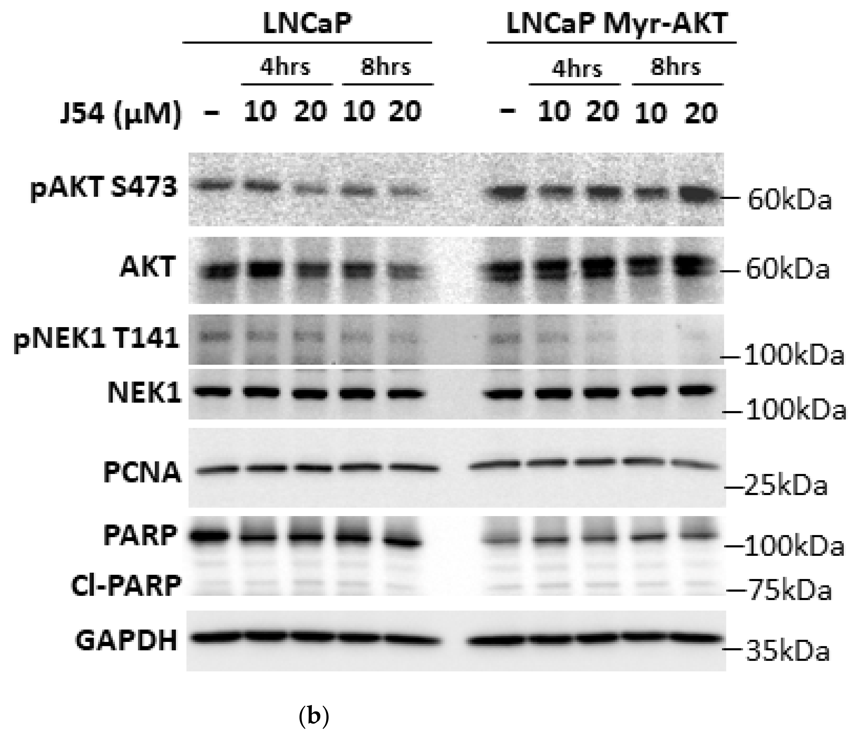 Pathophysiology 28 00023 g004b