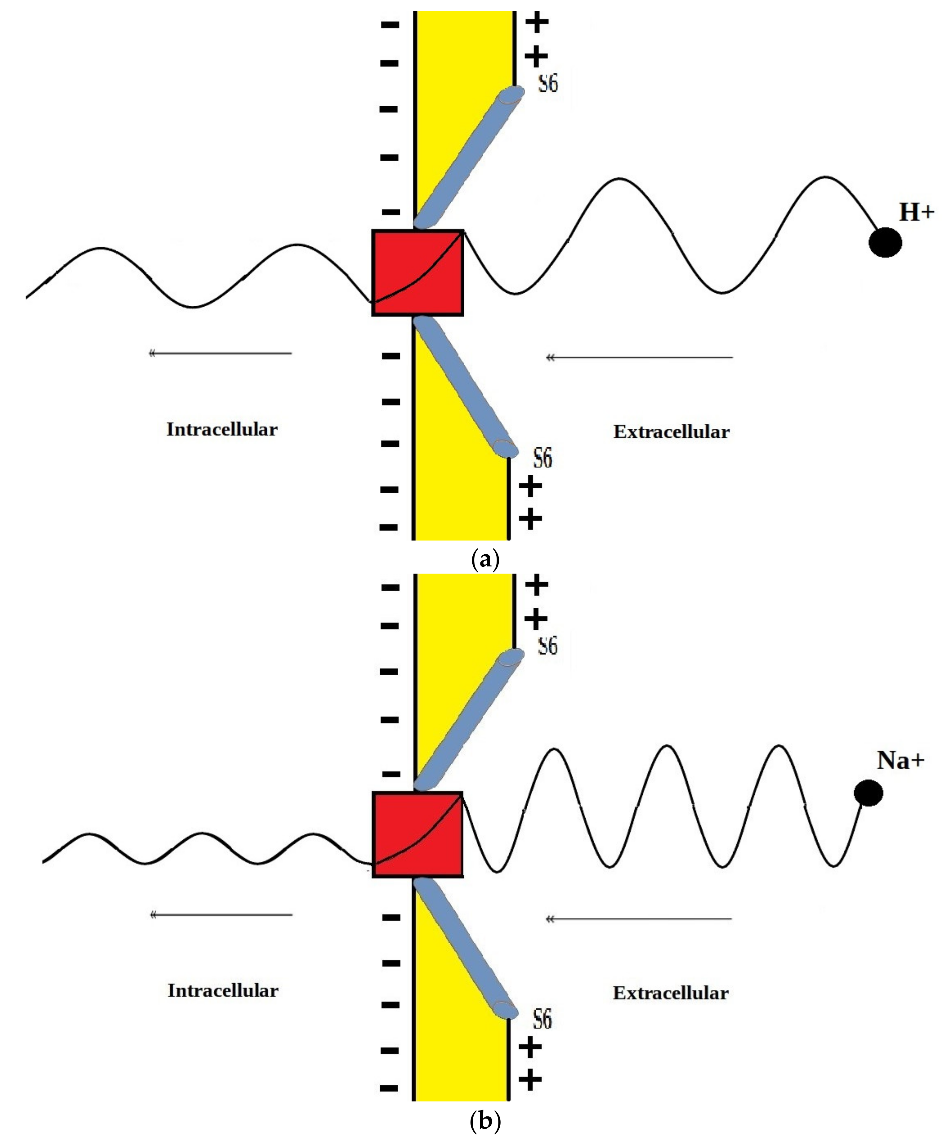 Pathophysiology 28 00027 g013