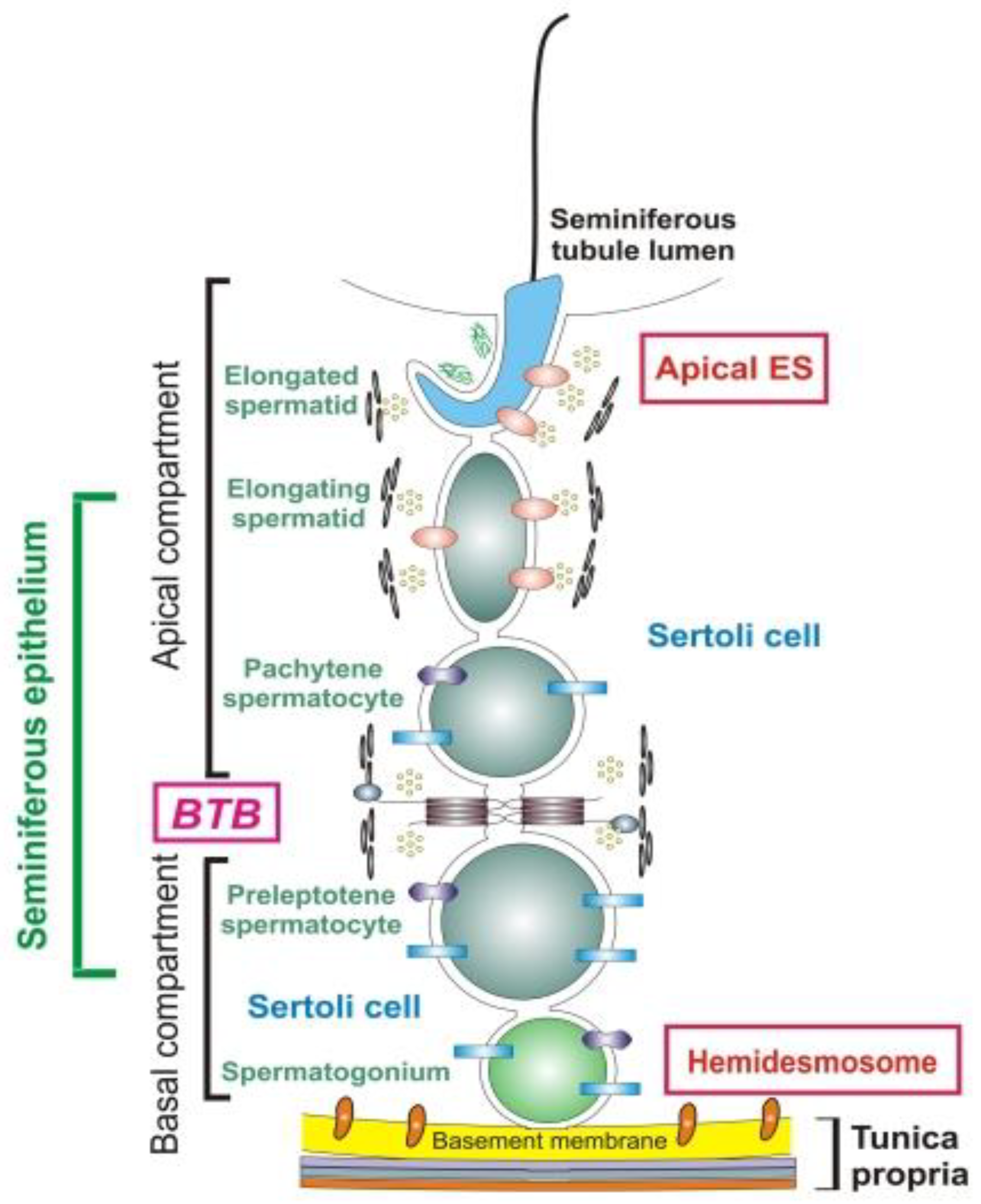 Pathophysiology 28 00030 g001 Pathophysiology 28 00030 g001