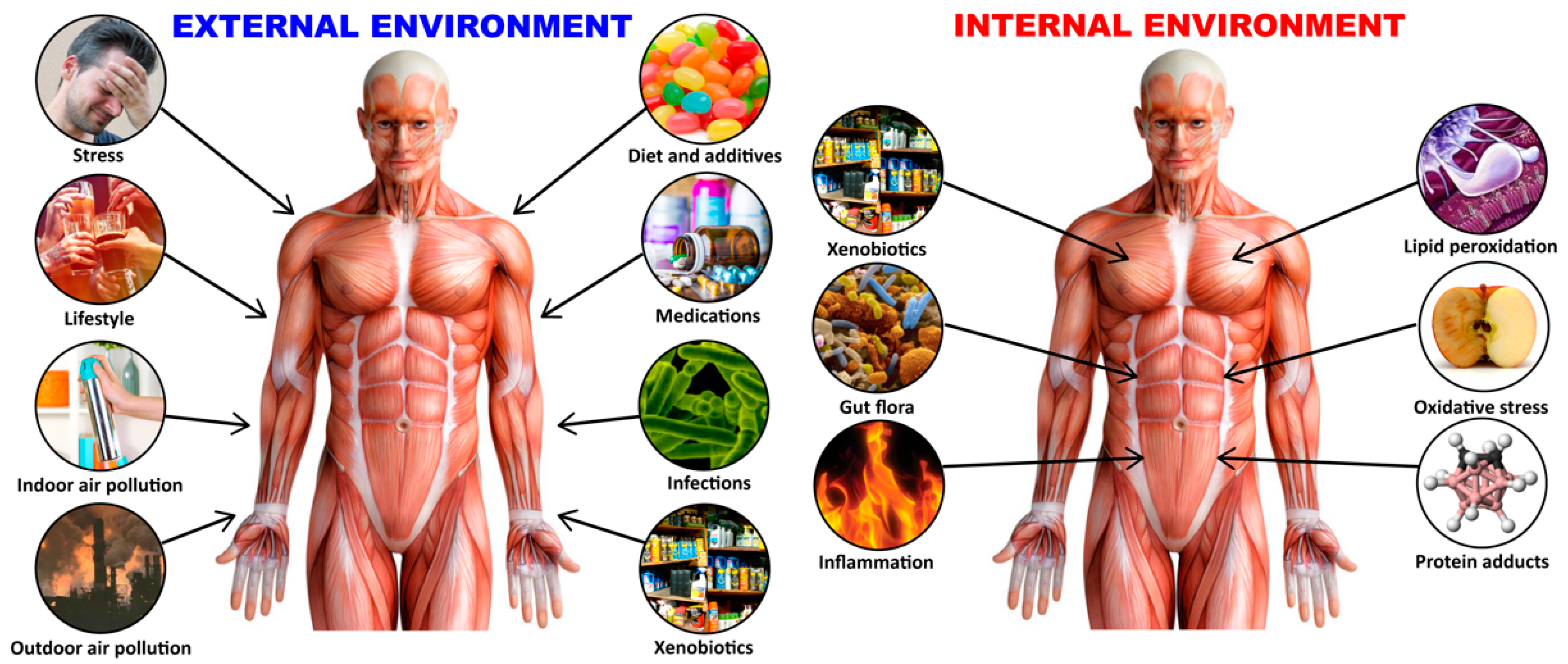 Pathophysiology 28 00034 g001 Pathophysiology 28 00034 g001