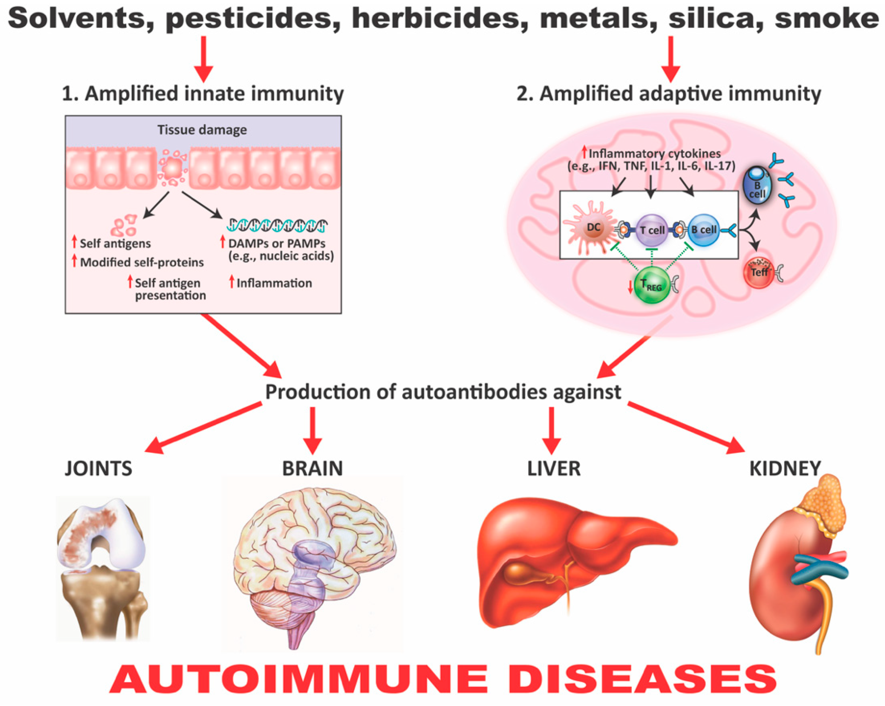 Pathophysiology 28 00034 g005 Pathophysiology 28 00034 g005