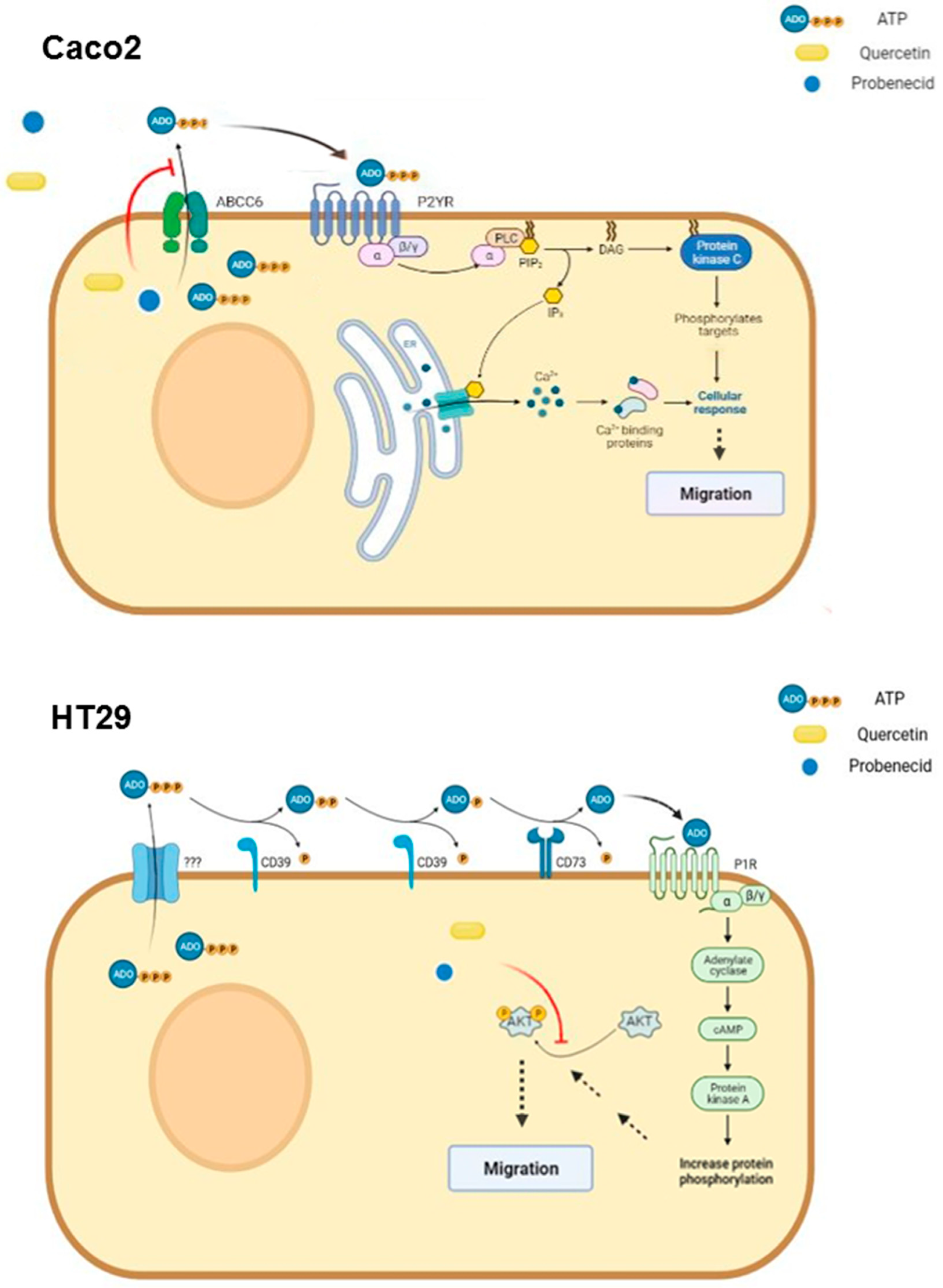 Pathophysiology 29 00015 g006