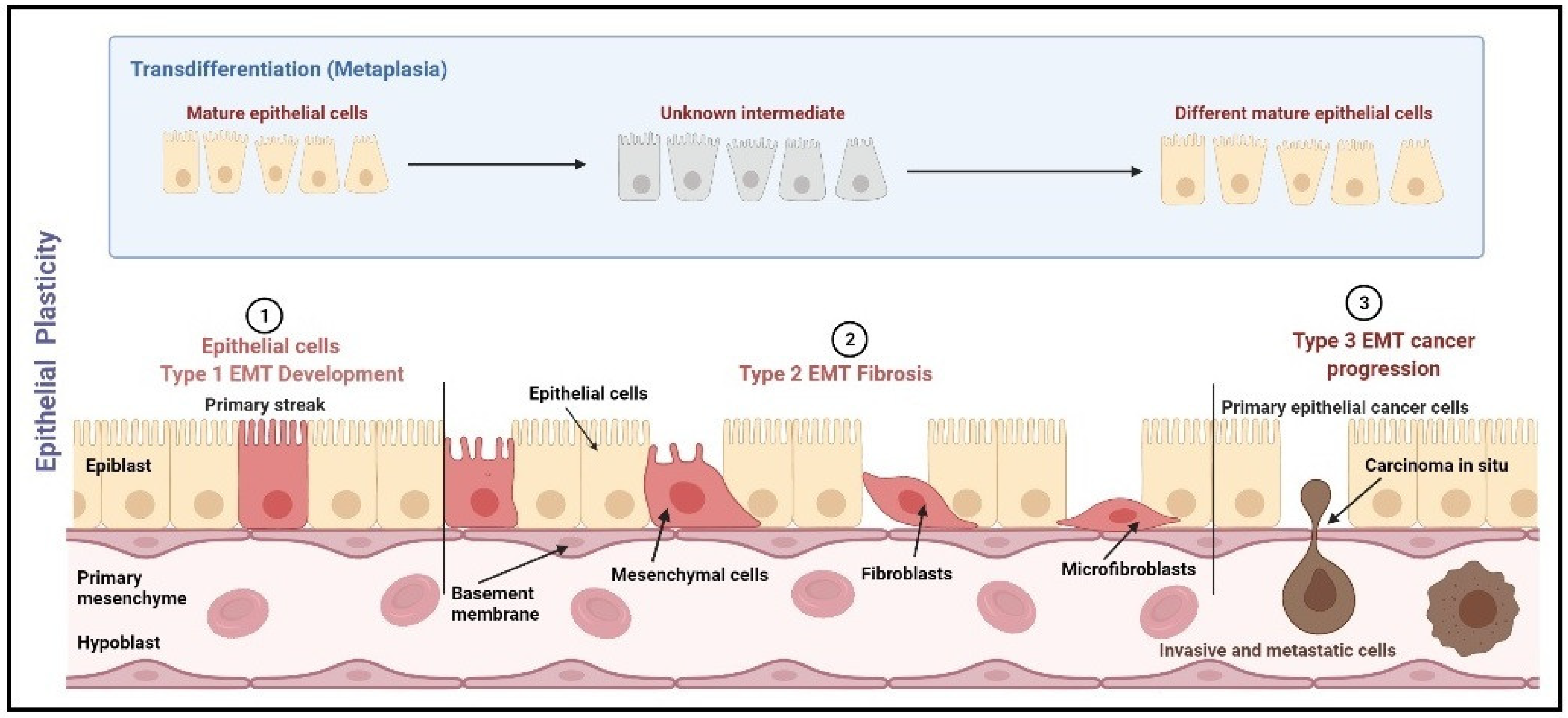 Pathophysiology 29 00017 g001