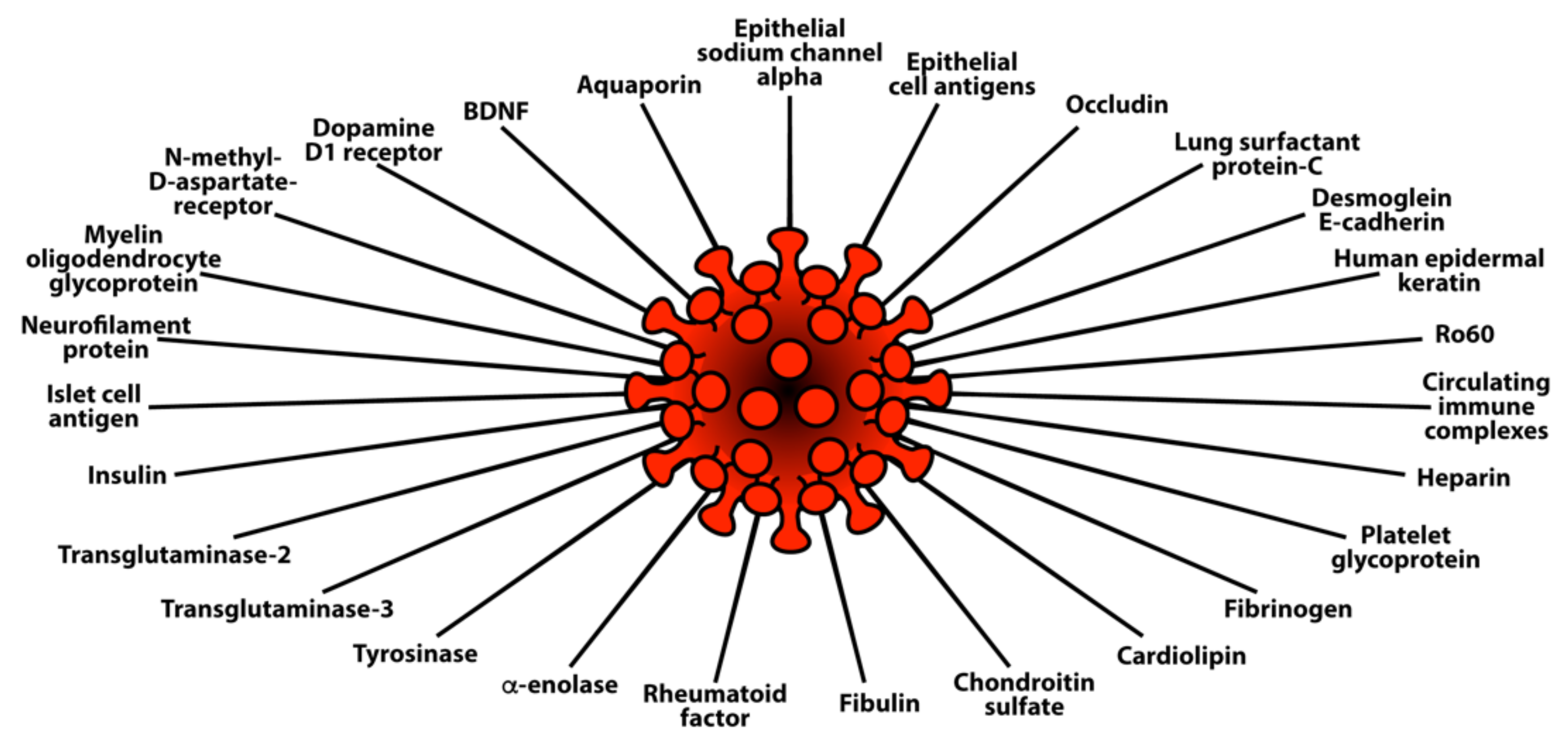Pathophysiology 29 00020 g006
