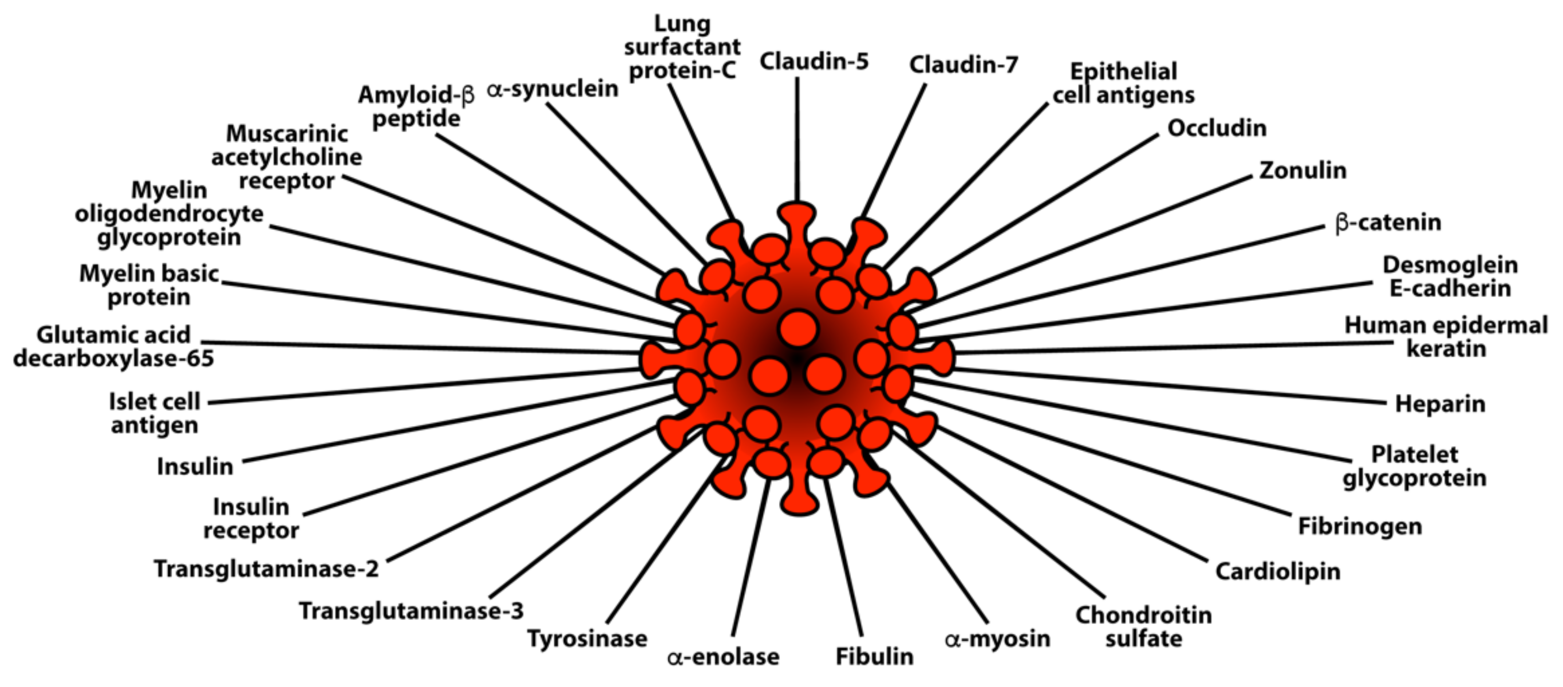 Pathophysiology 29 00020 g007