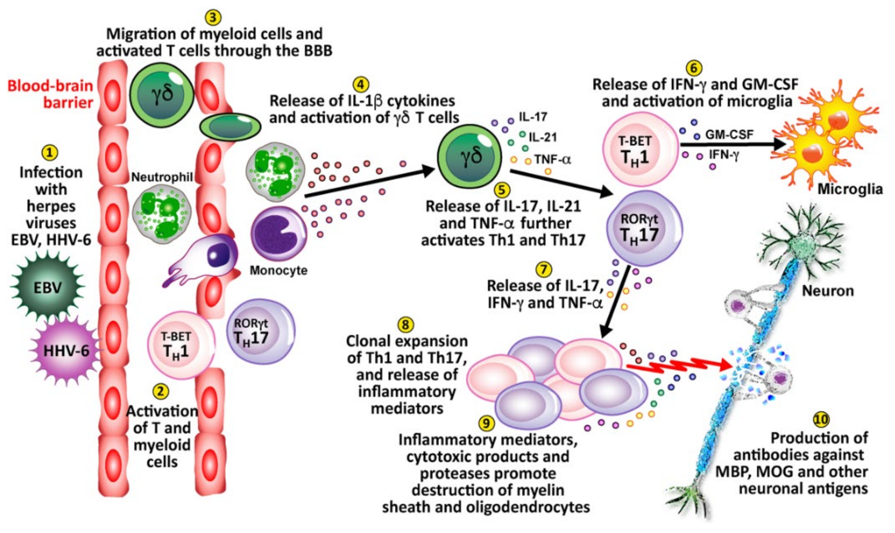 Pathophysiology 29 00020 g010