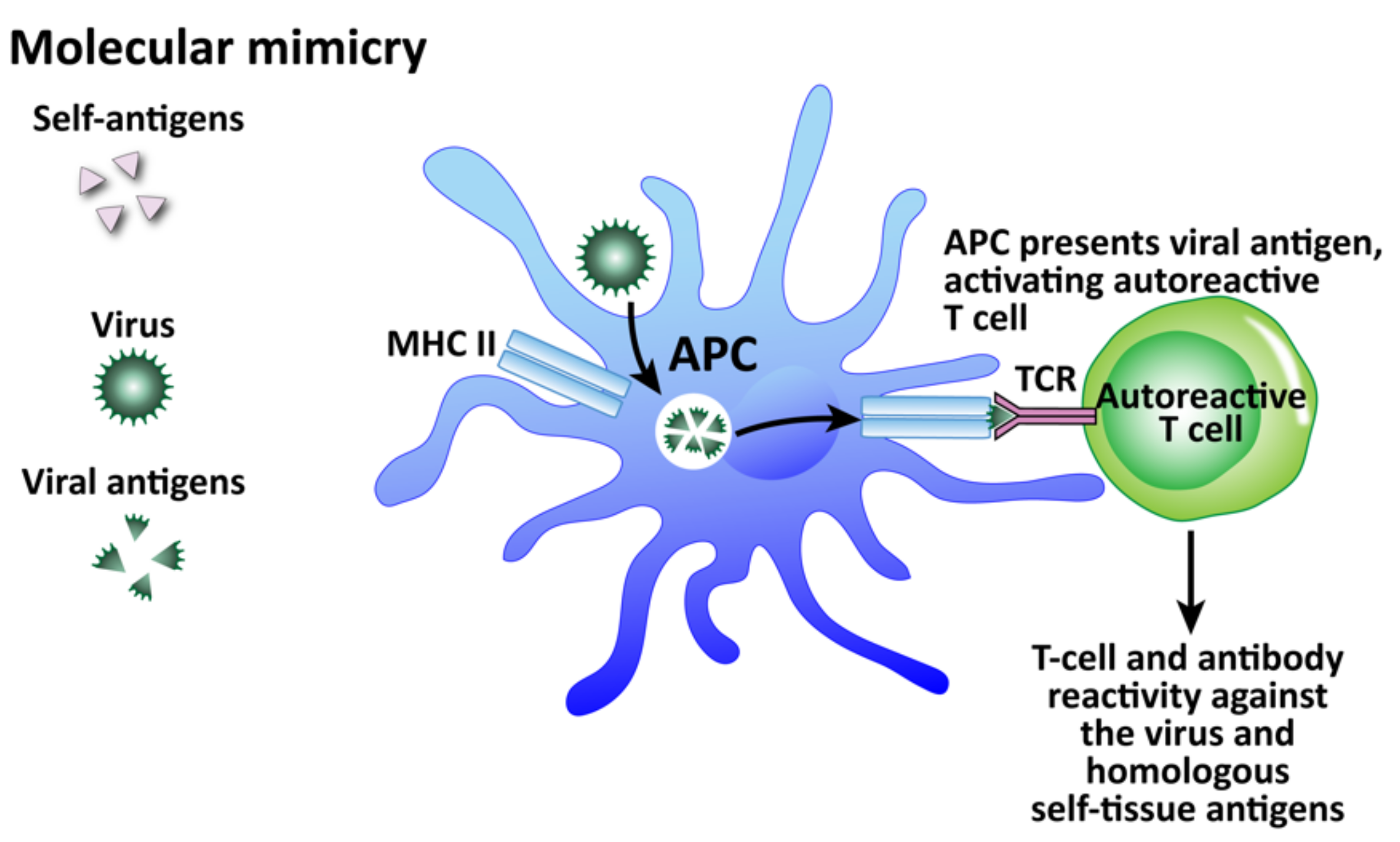 Pathophysiology 29 00020 g011