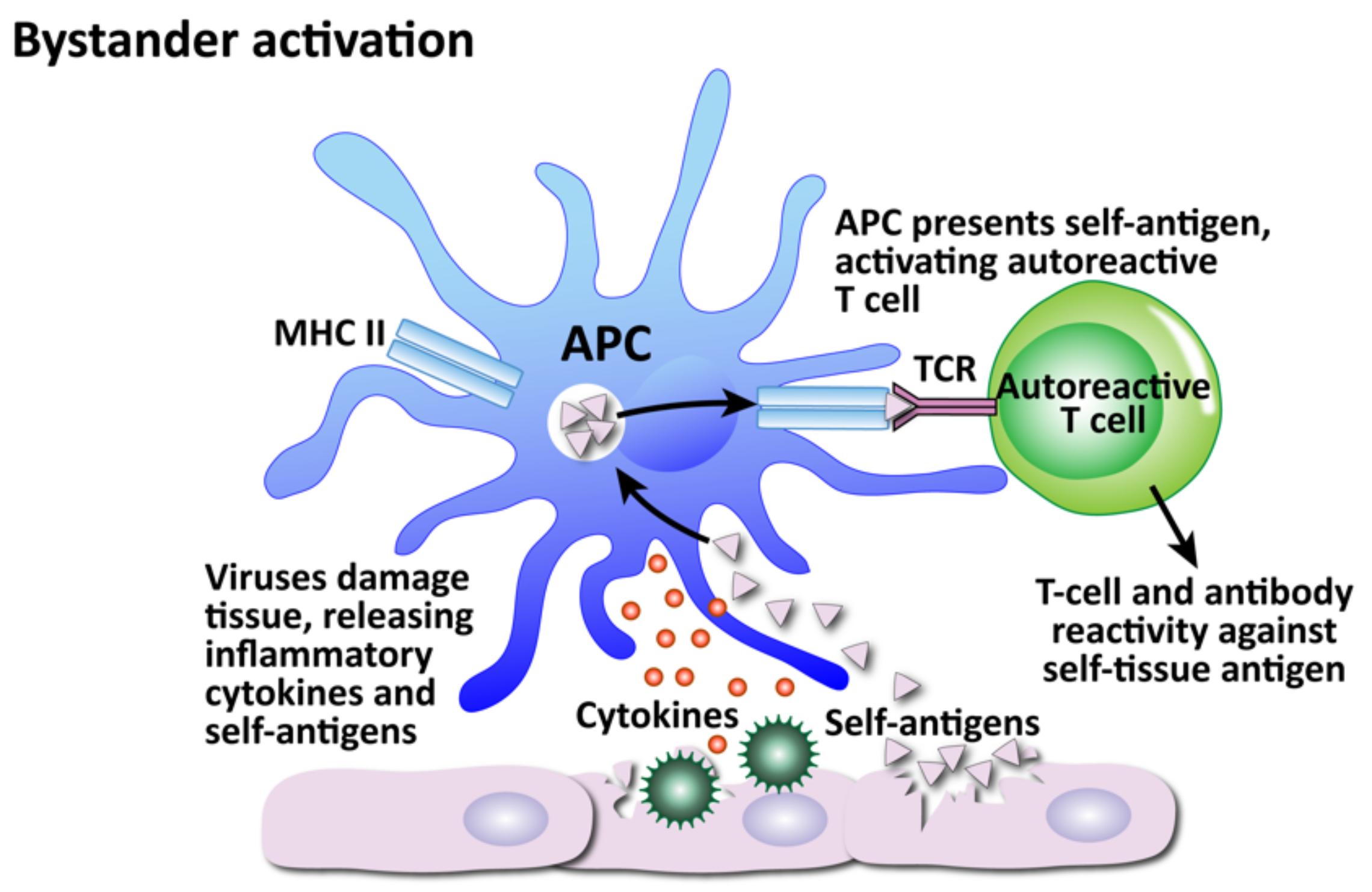 Pathophysiology 29 00020 g012