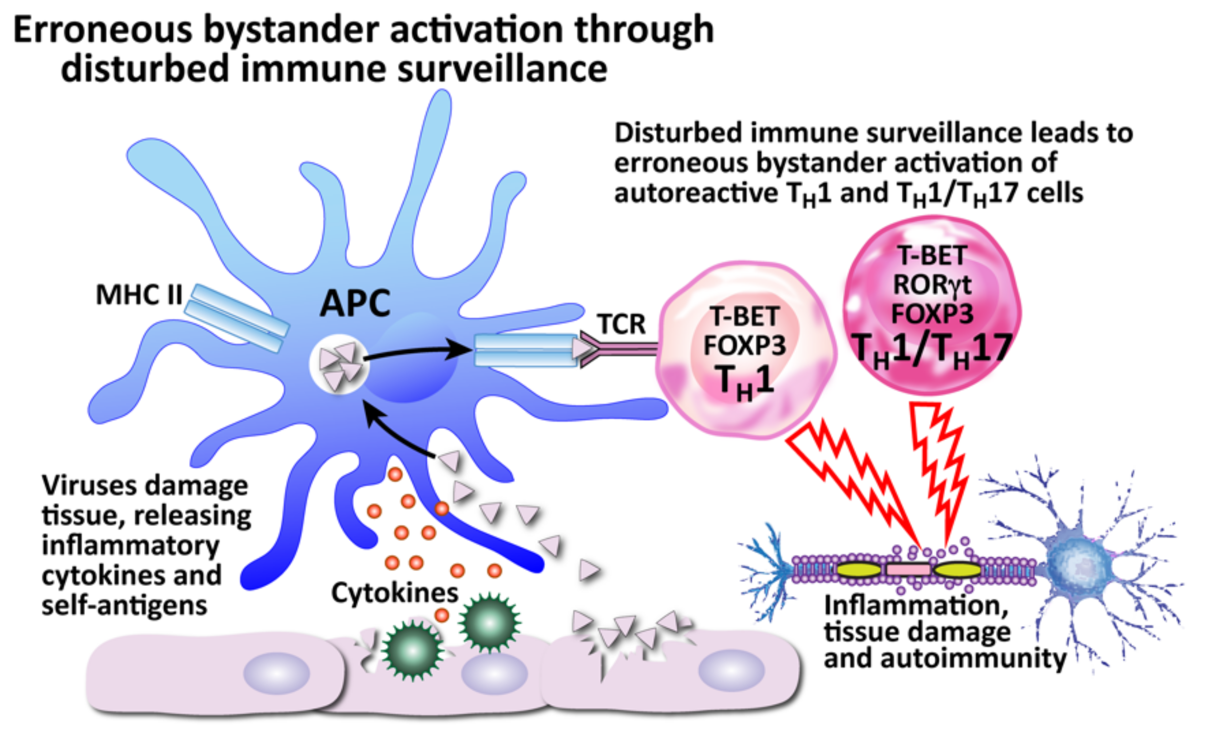 Pathophysiology 29 00020 g013