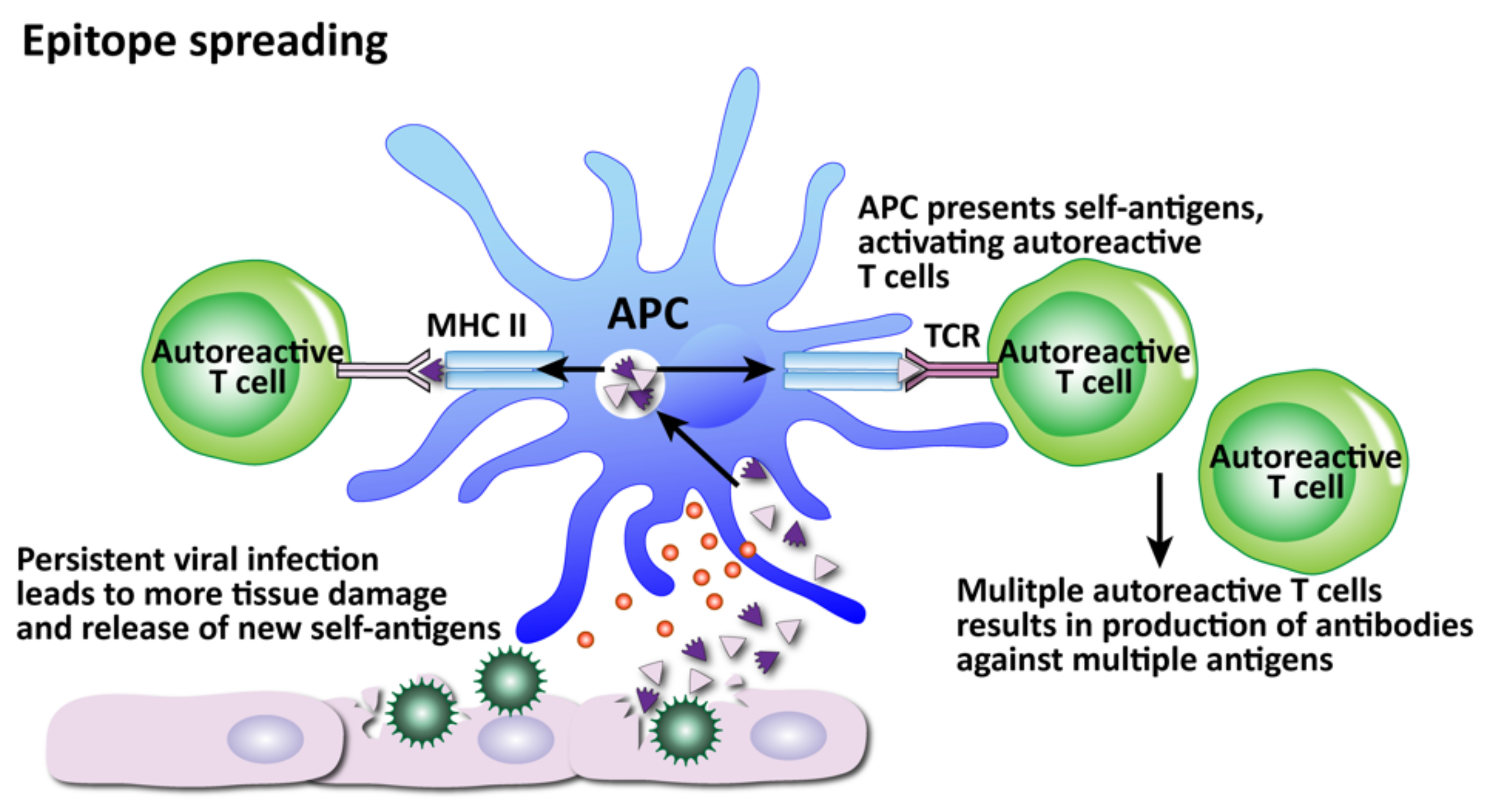 Pathophysiology 29 00020 g014