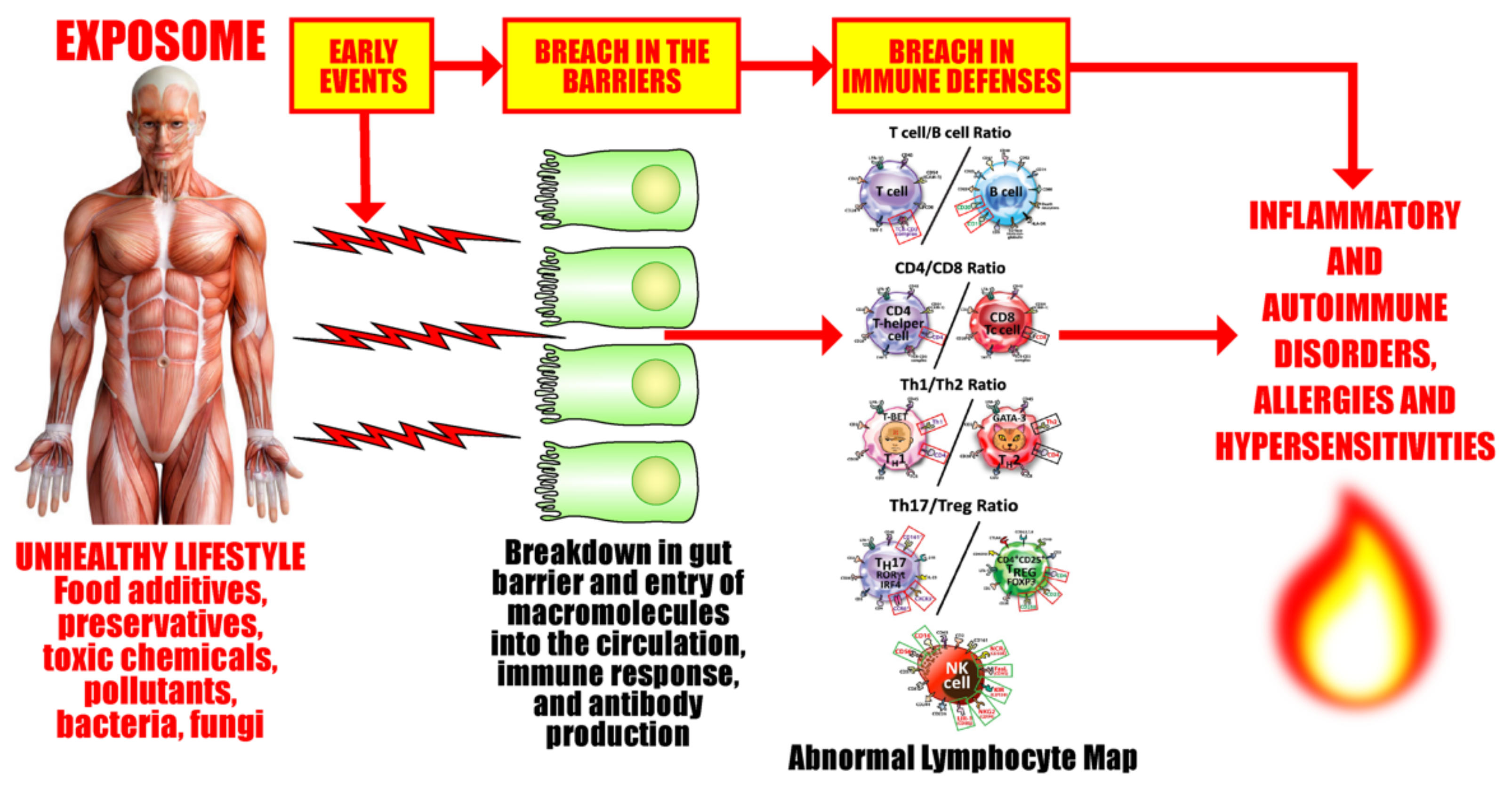 Pathophysiology 29 00020 g016