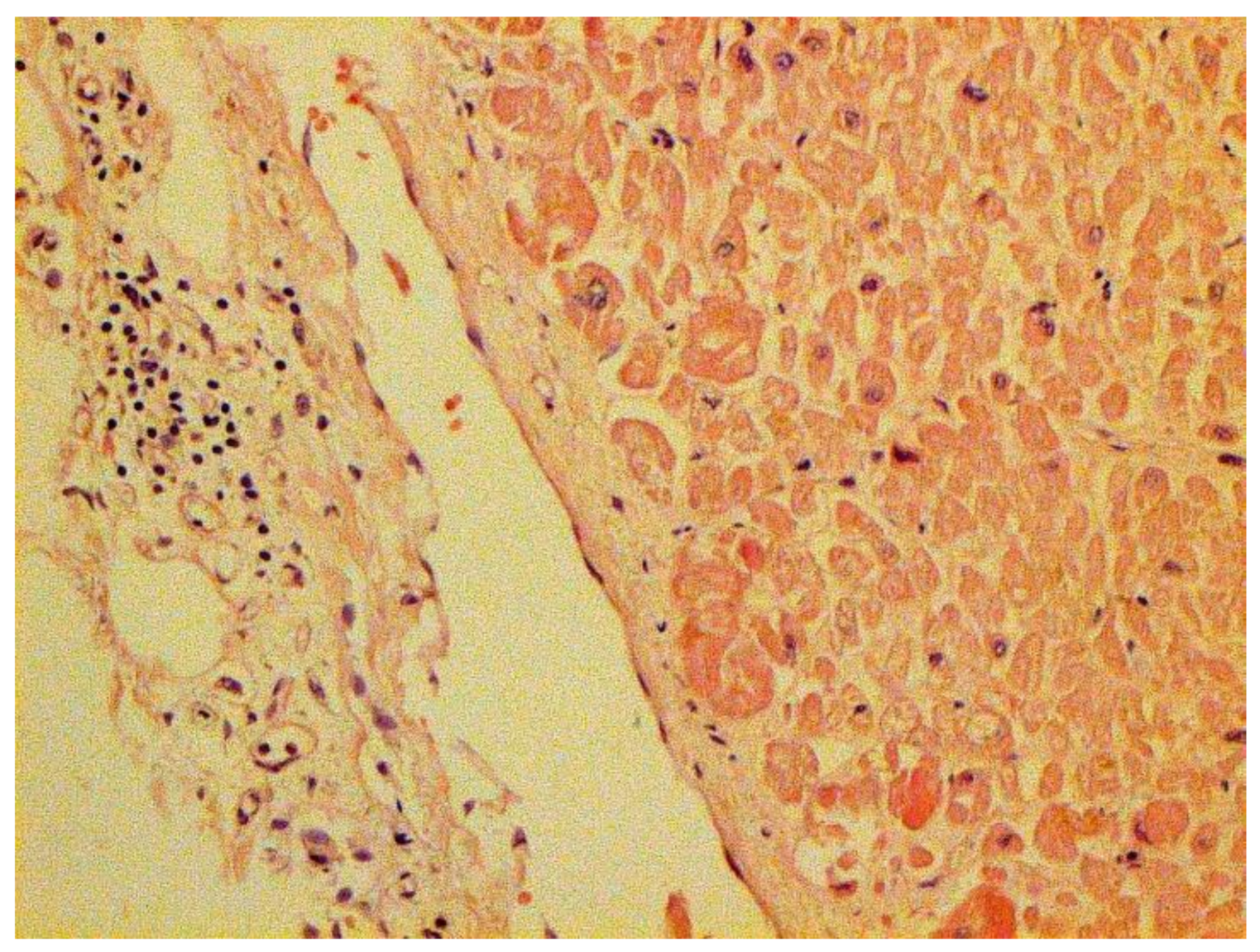 Pathophysiology 29 00021 g024