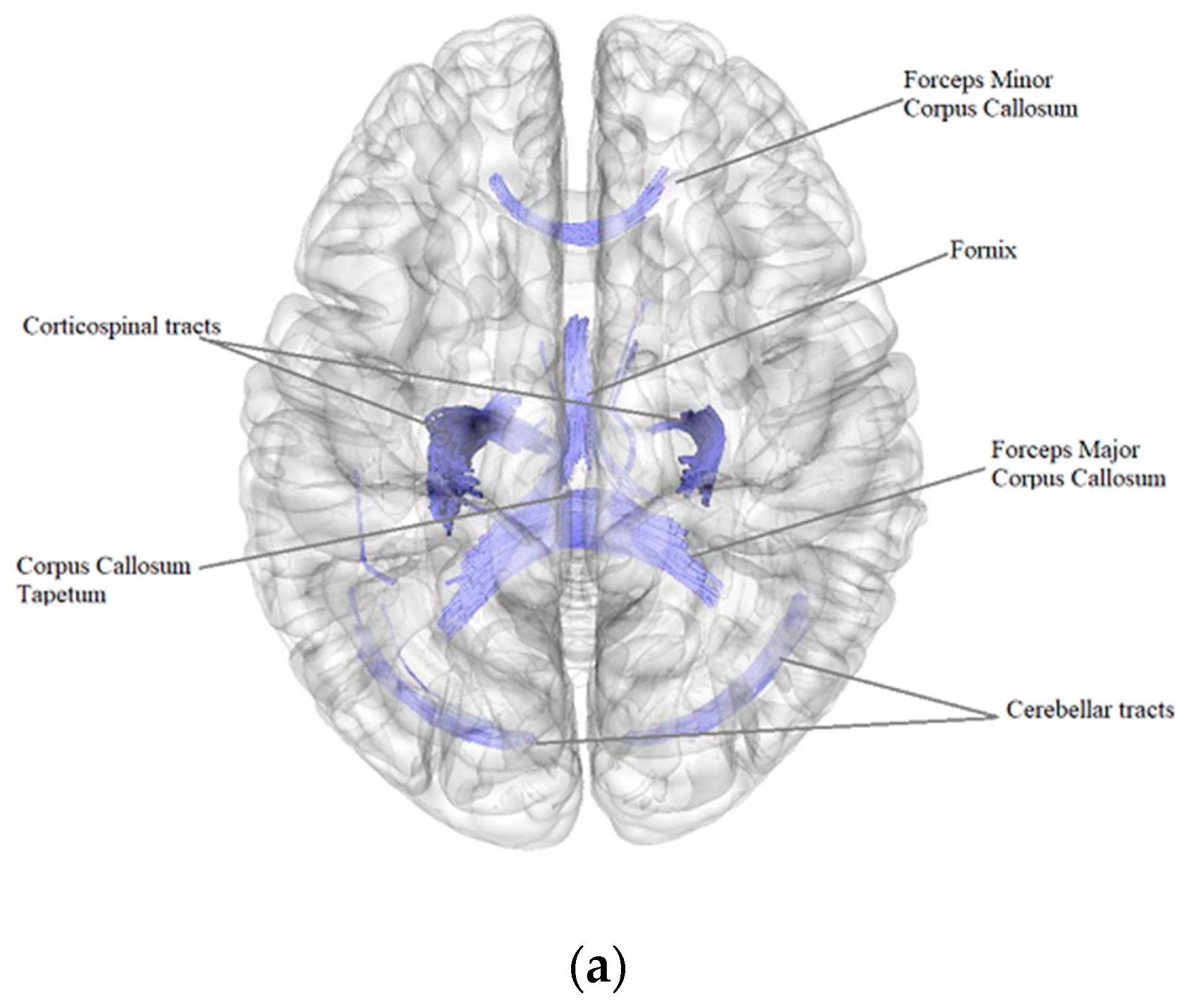 Pathophysiology 29 00046 g001a Pathophysiology 29 00046 g001a