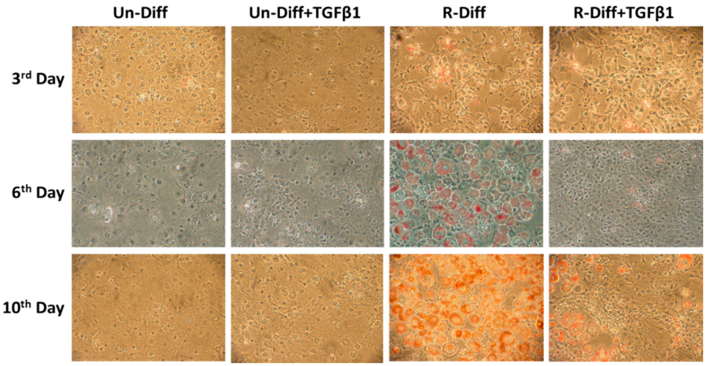 Pathophysiology 29 00050 g001