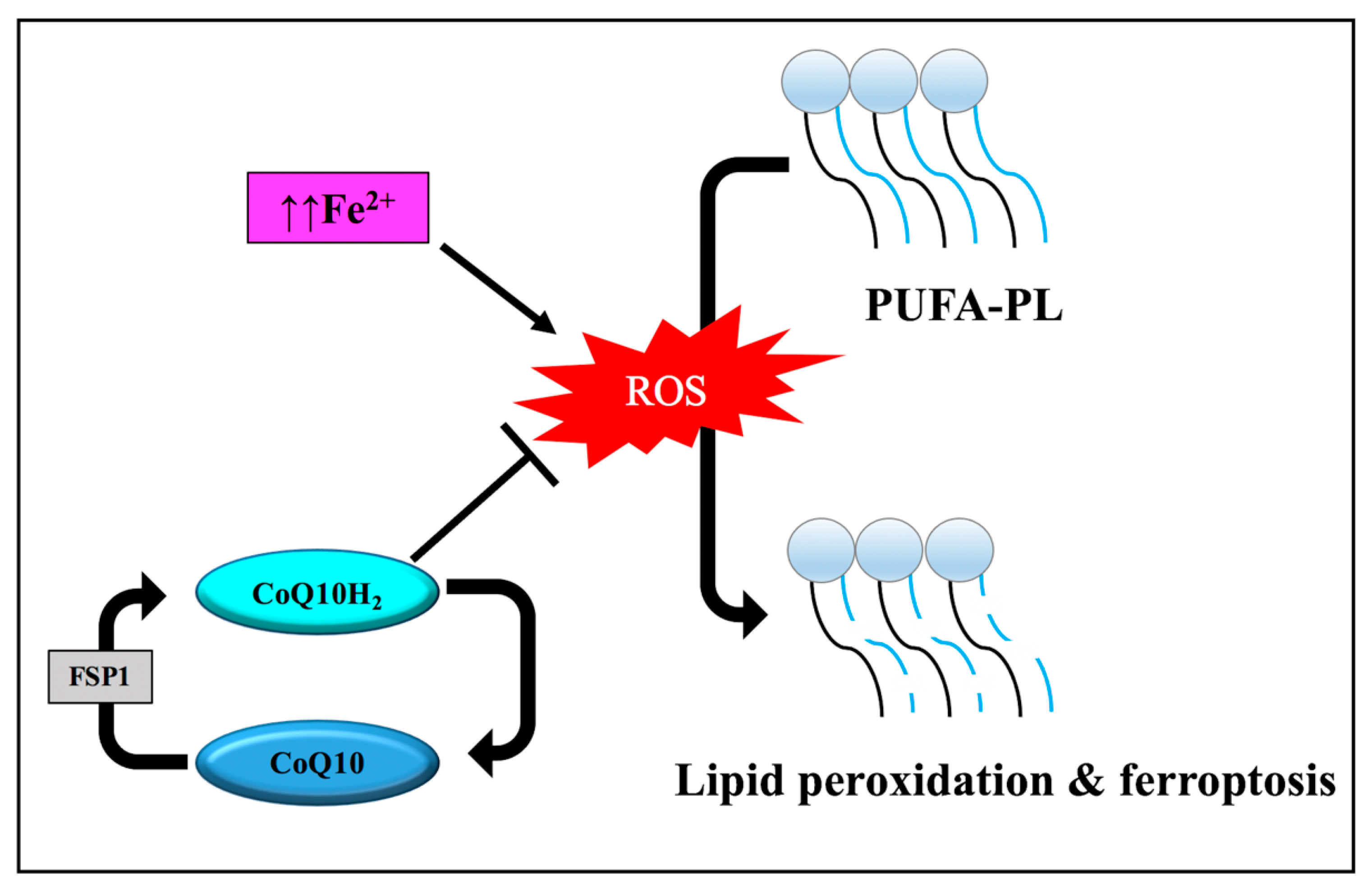 Pathophysiology 30 00007 g005