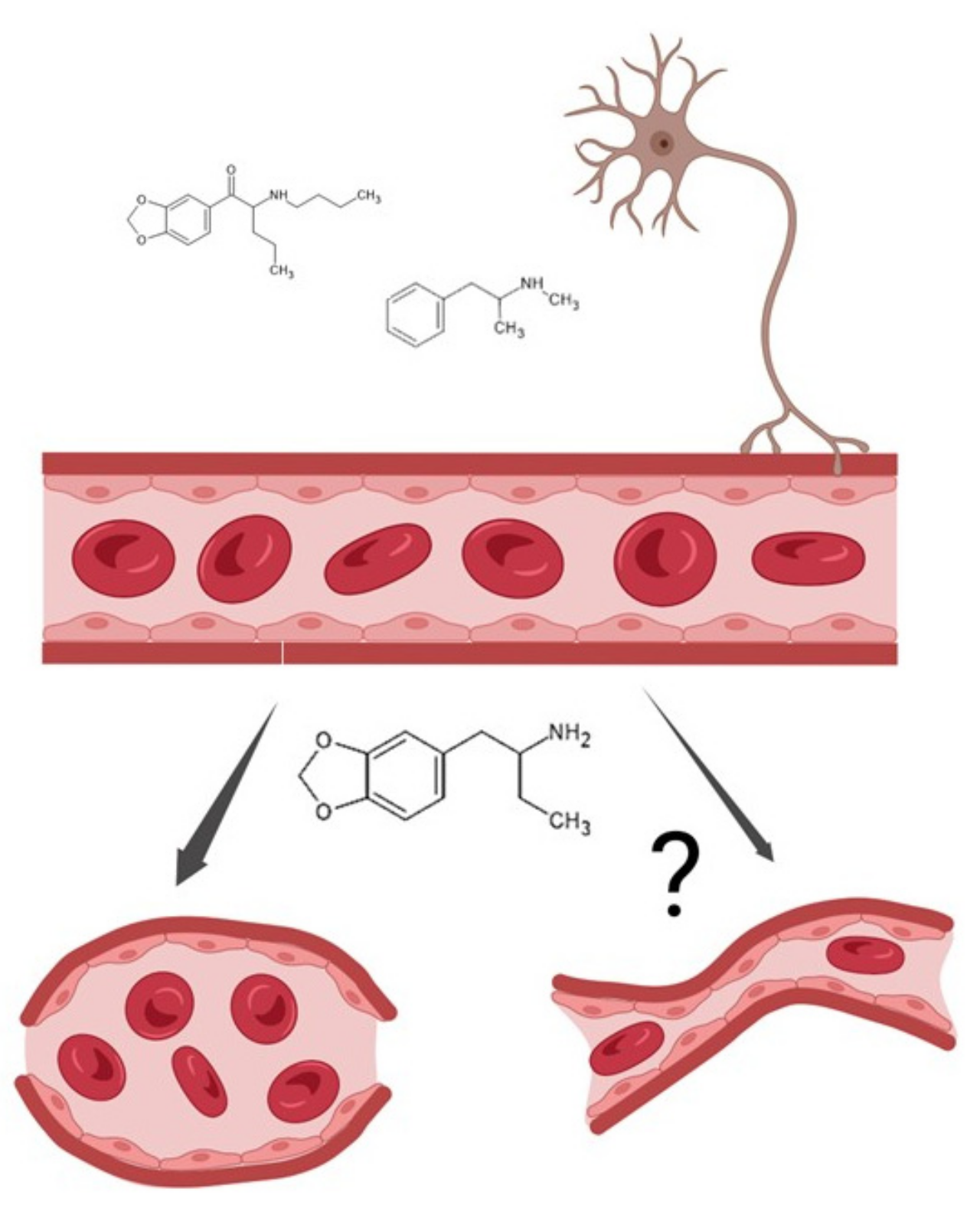 Pathophysiology 30 00013 g007 Pathophysiology 30 00013 g007