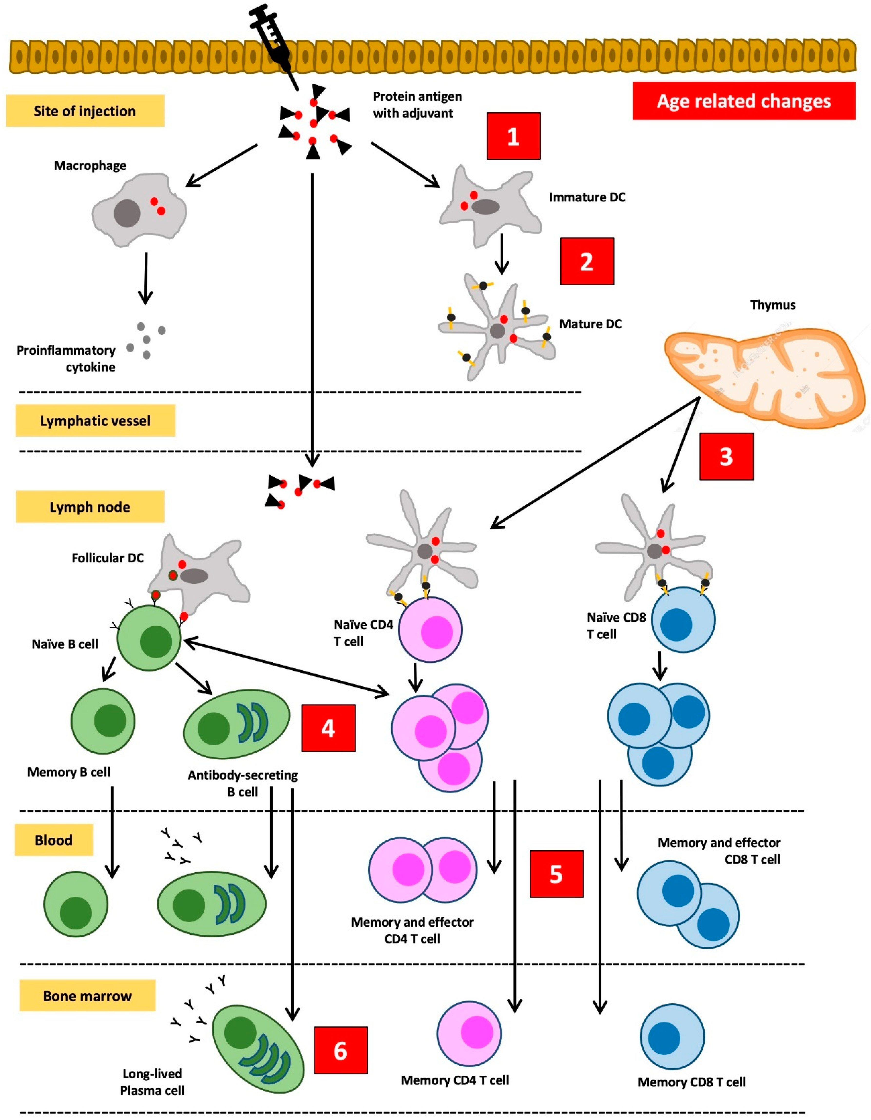 Pathophysiology 30 00014 g003