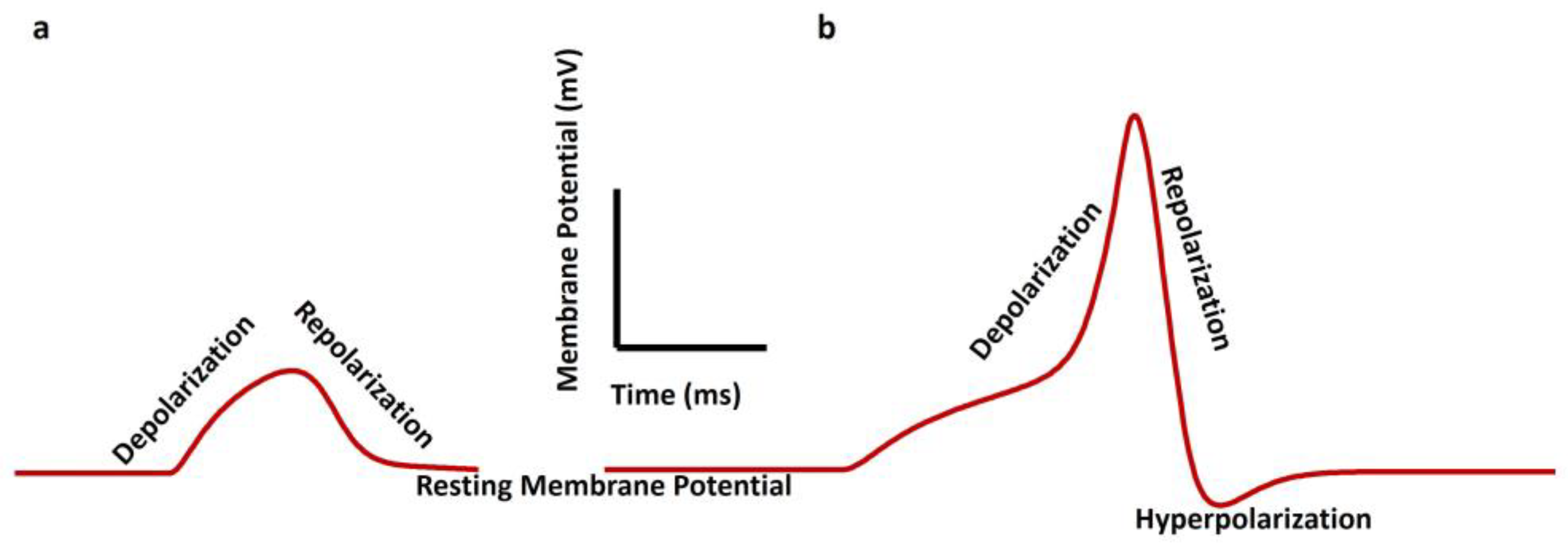 Pathophysiology 31 00018 g002