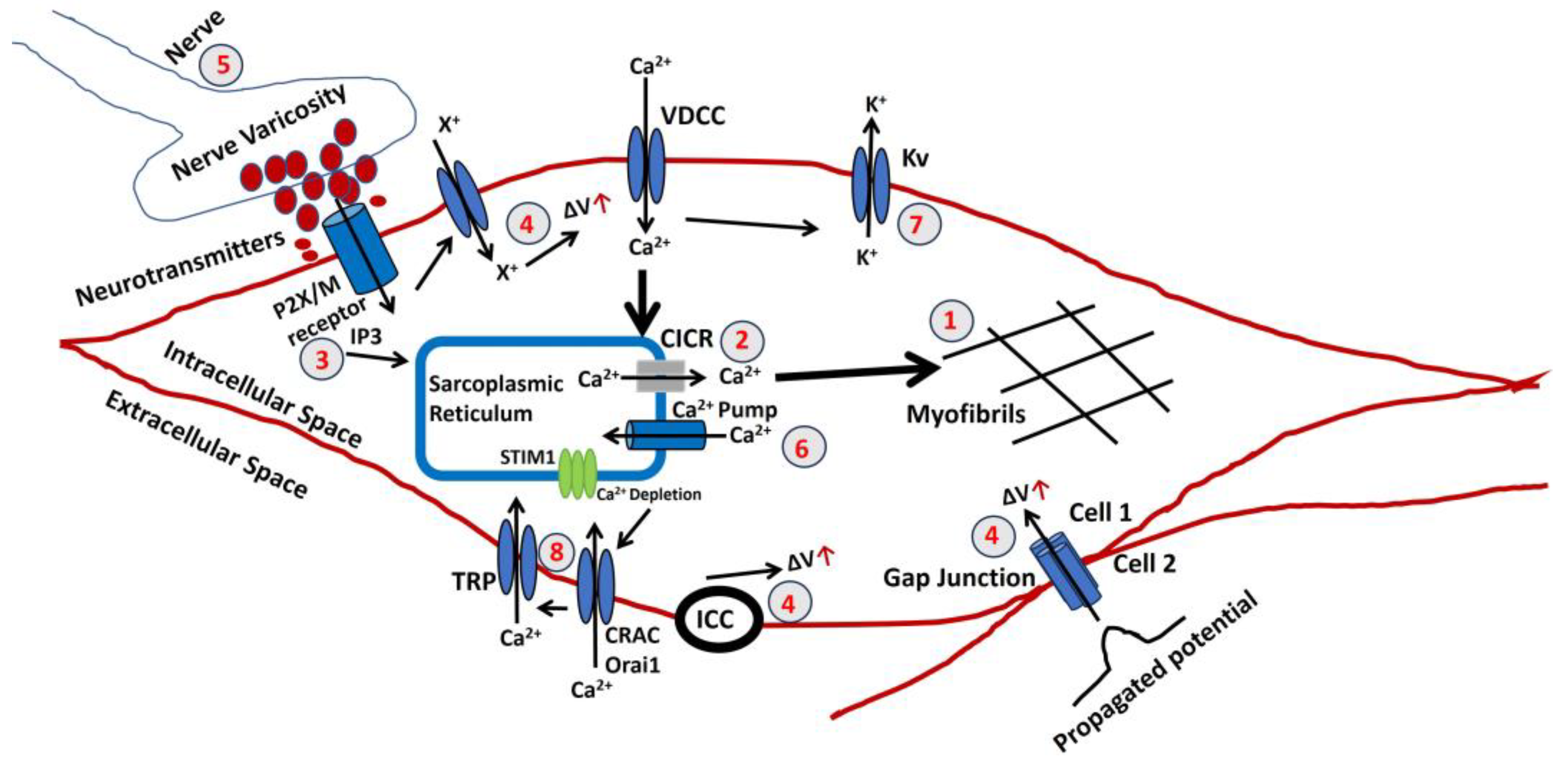 Pathophysiology 31 00018 g004