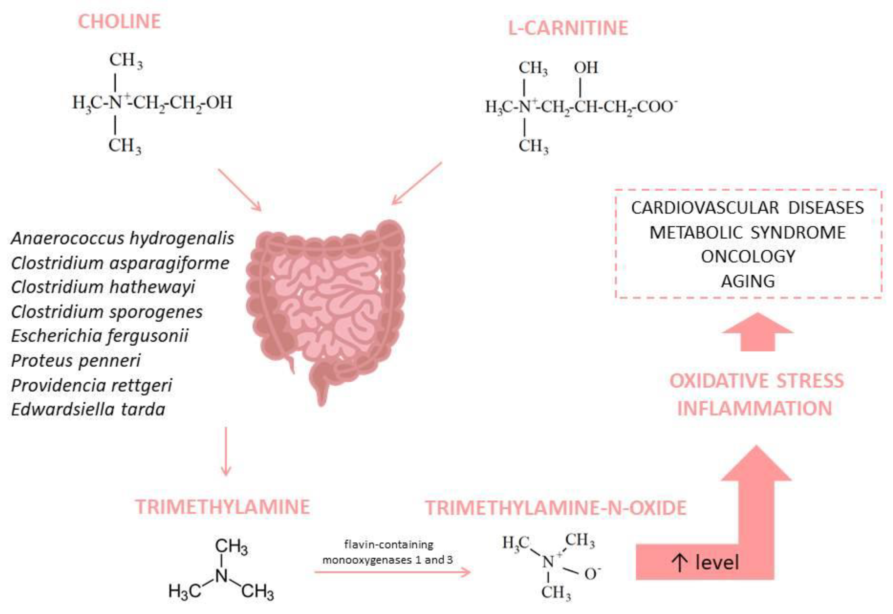 Pathophysiology 31 00023 g003