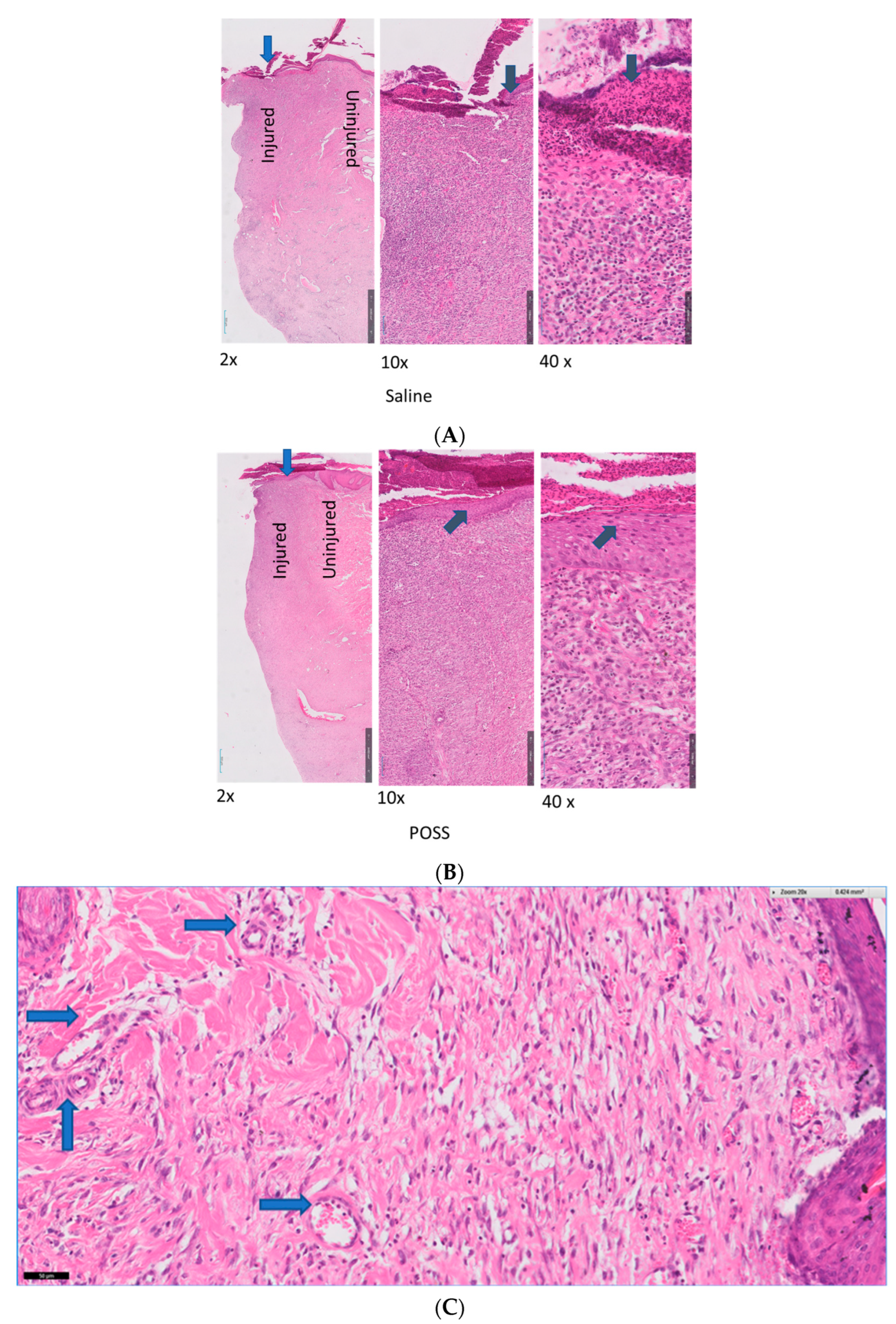 Pathophysiology 31 00034 g006