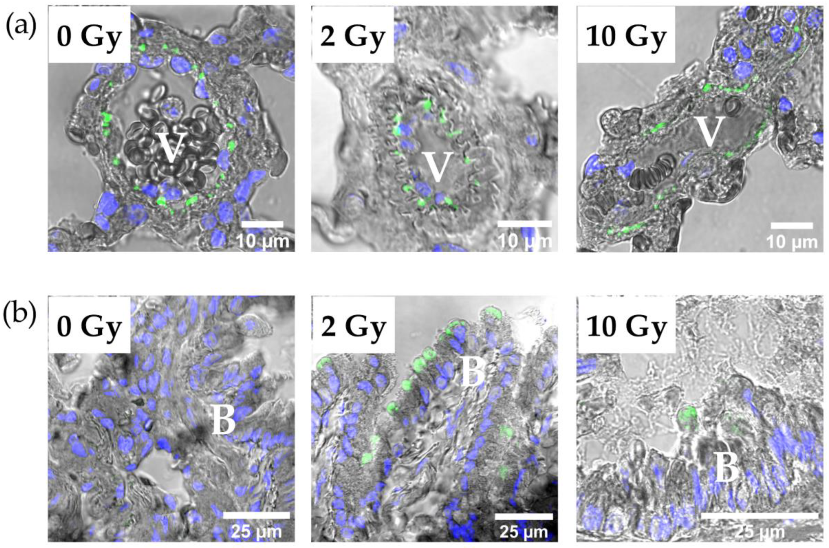 Pathophysiology 31 00039 g006