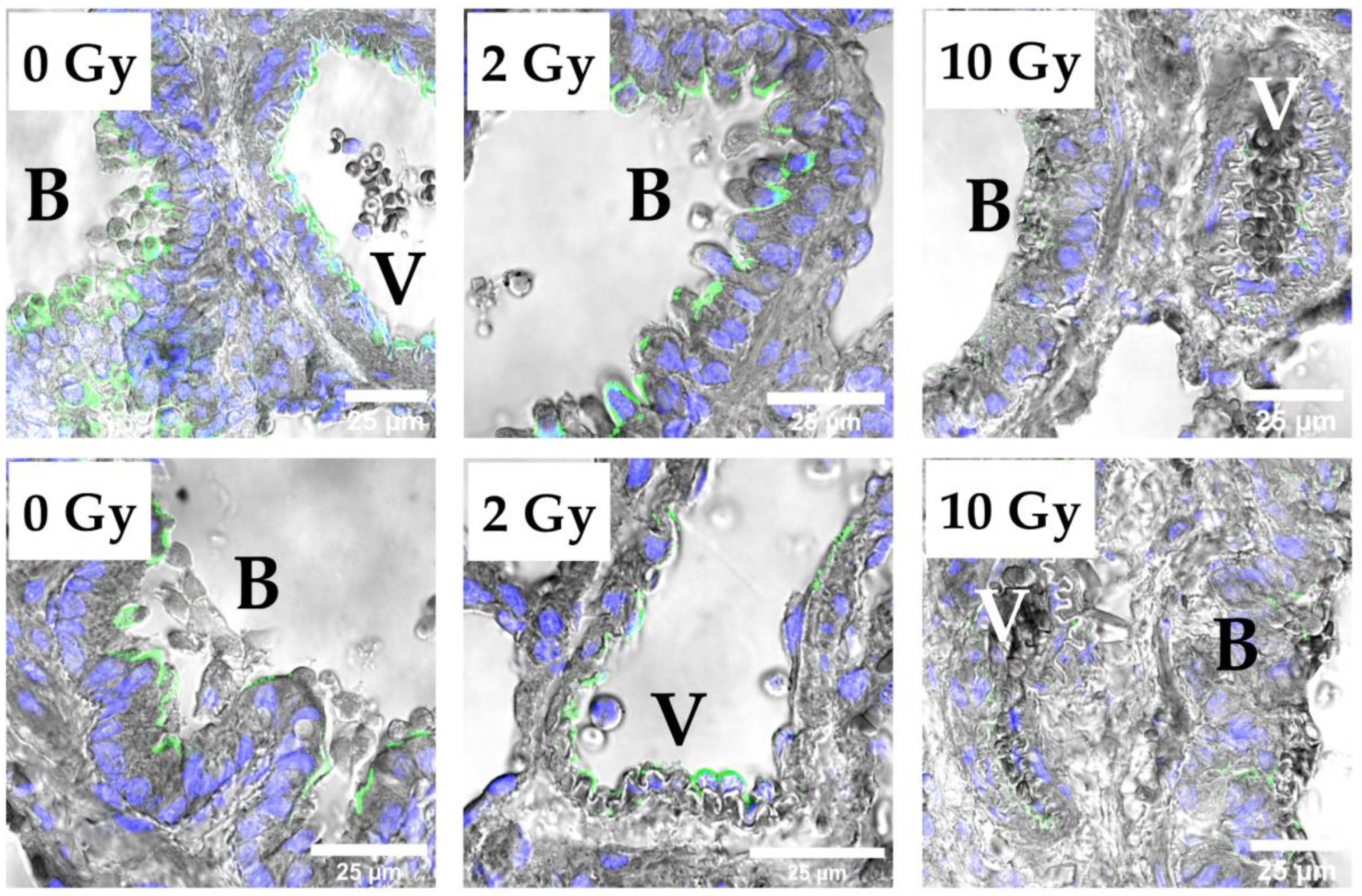 Pathophysiology 31 00039 g007