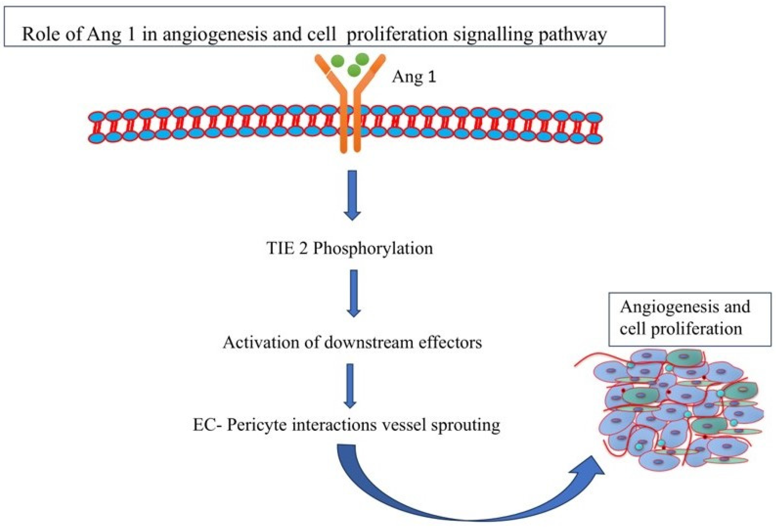 Pathophysiology 31 00043 g002