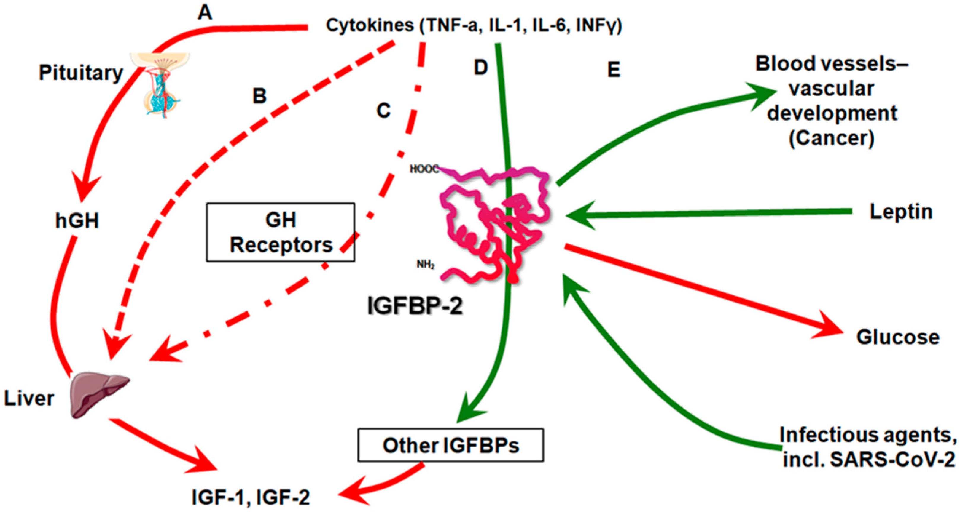 Pathophysiology 31 00045 g002