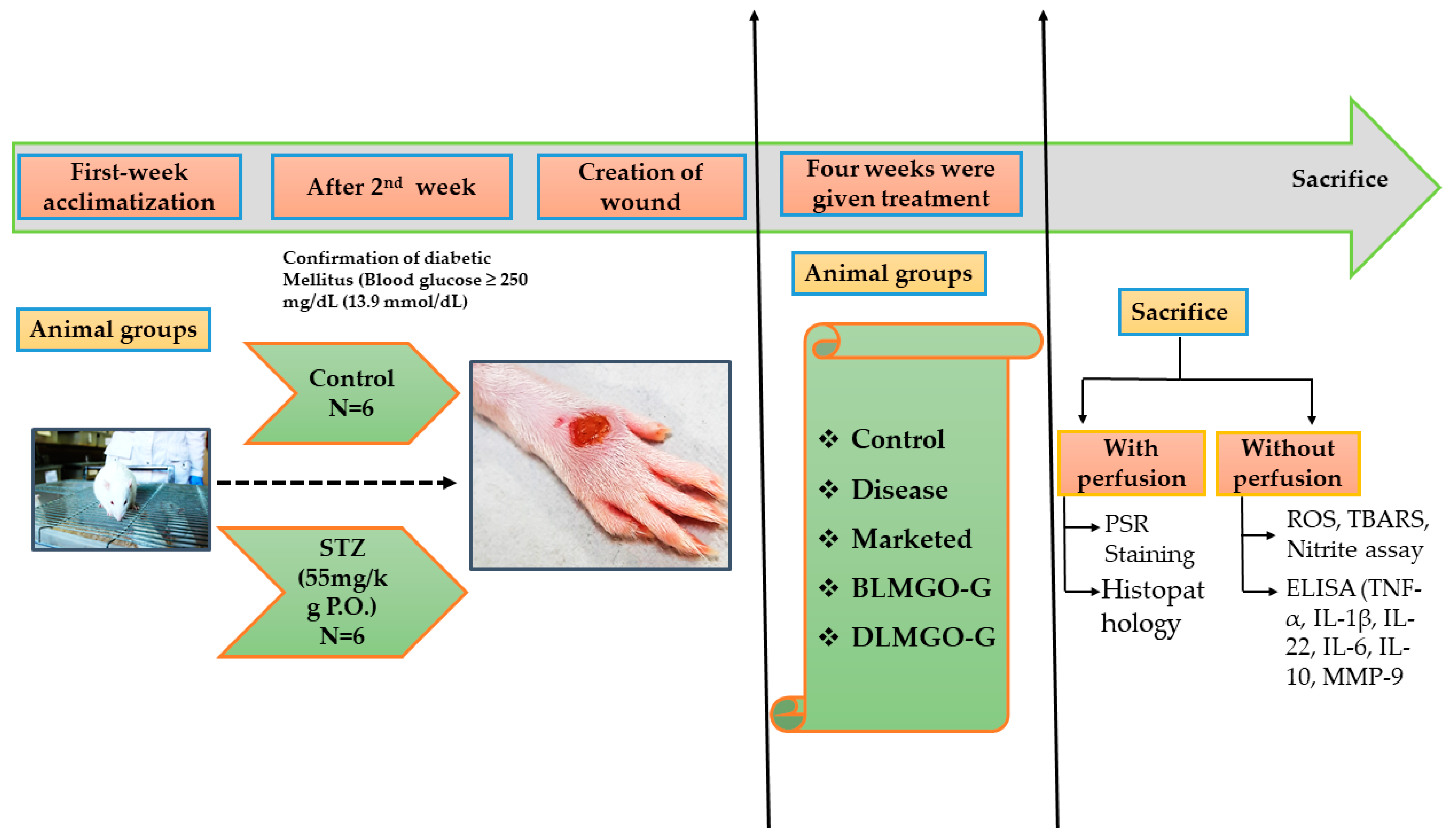 Pathophysiology 31 00049 g001