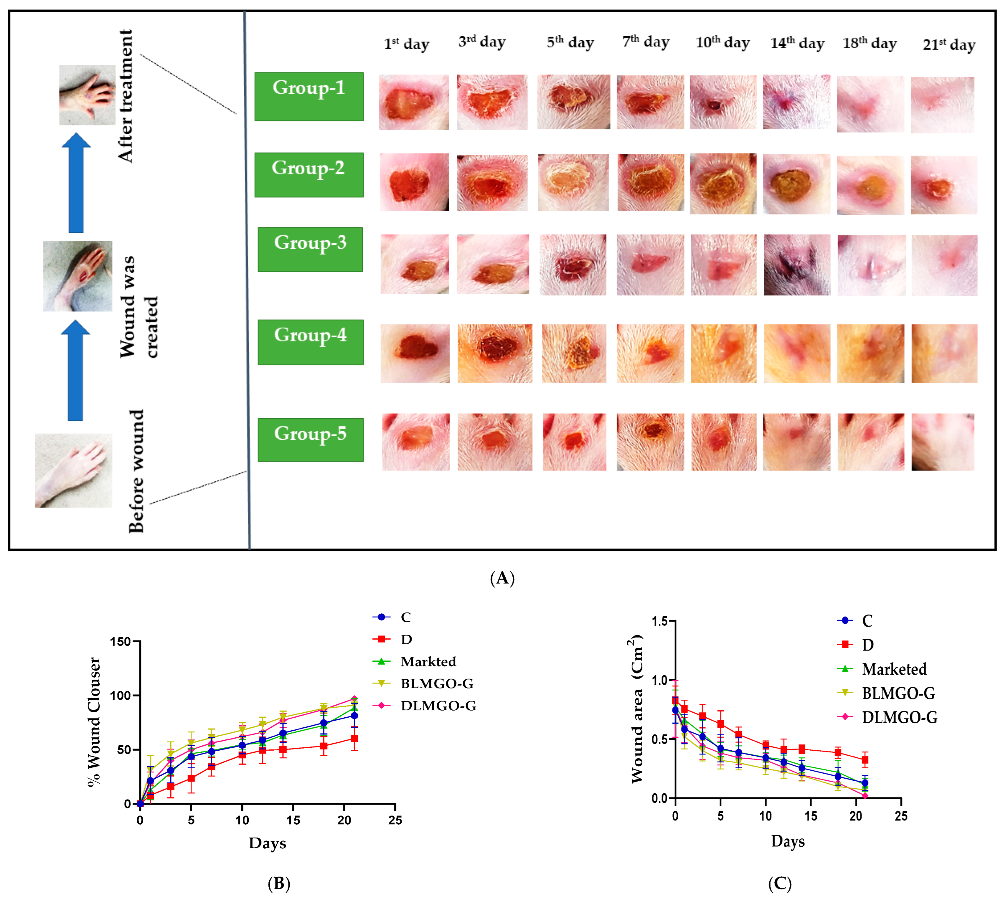 Pathophysiology 31 00049 g006