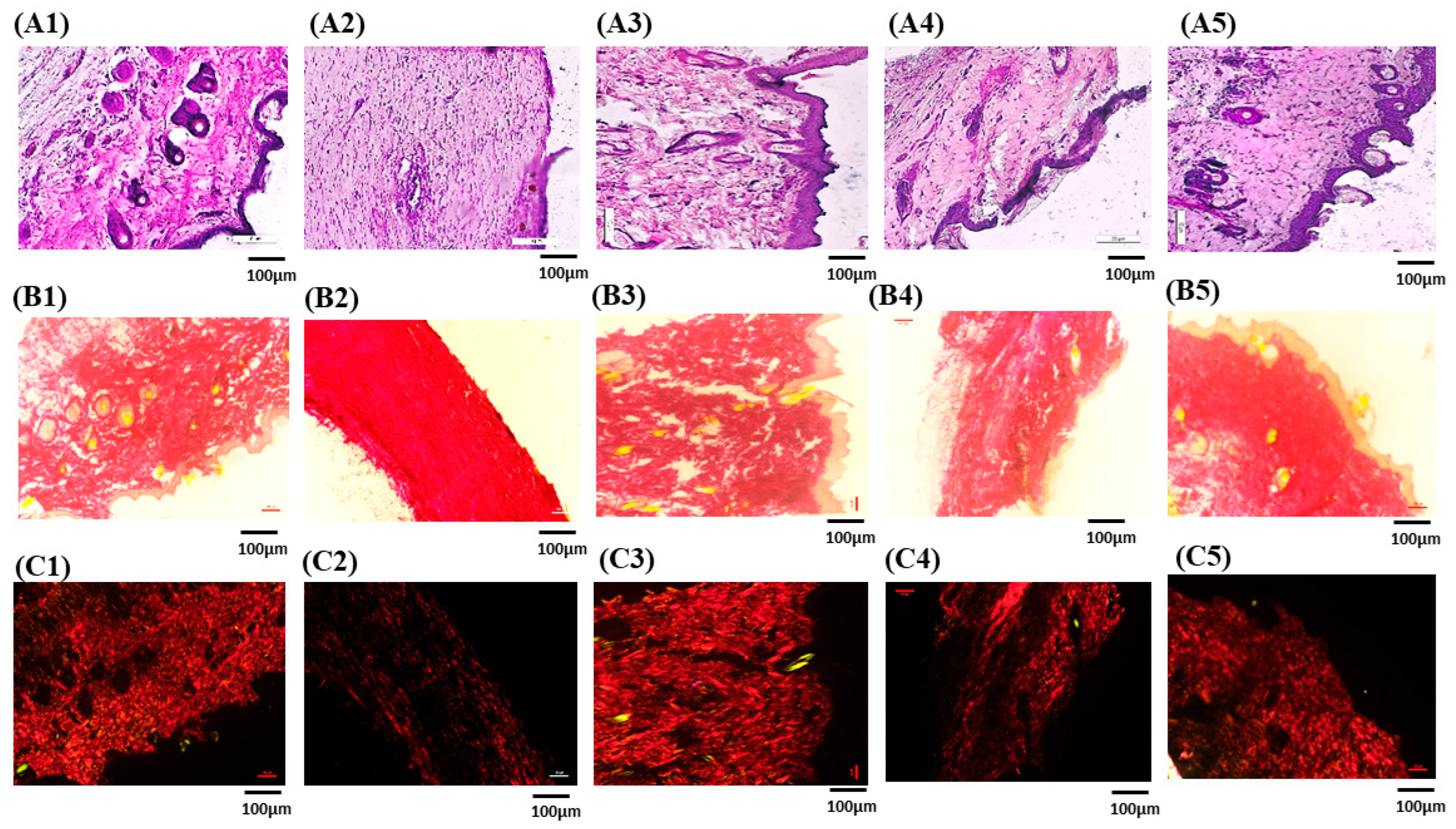 Pathophysiology 31 00049 g008