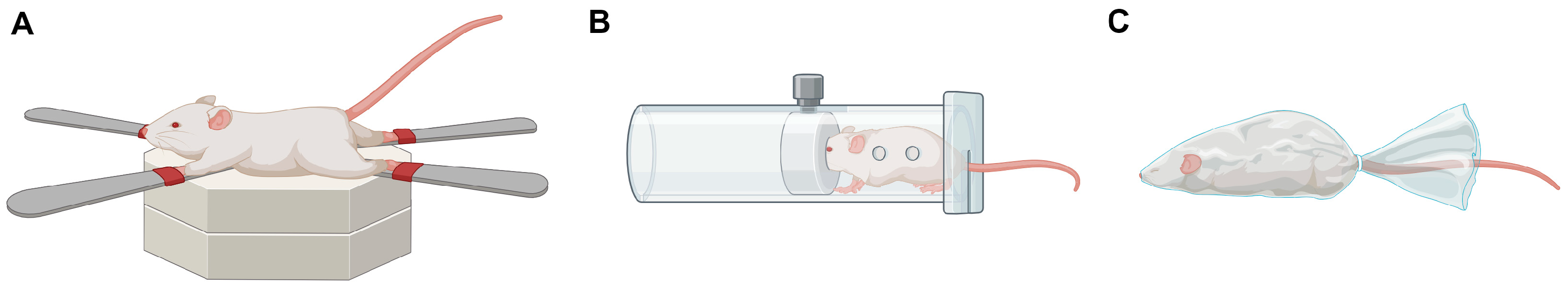 Pathophysiology 31 00051 g002 Pathophysiology 31 00051 g002