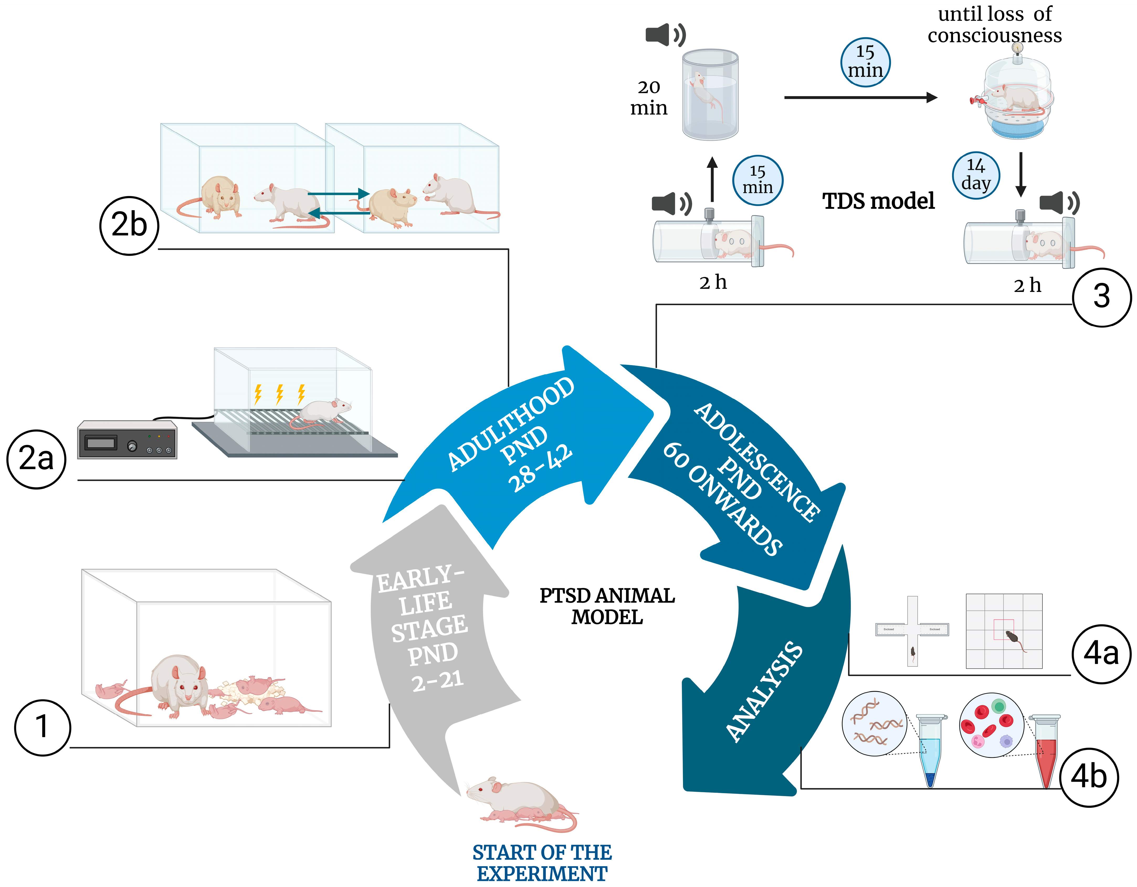 Pathophysiology 31 00051 g005 Pathophysiology 31 00051 g005