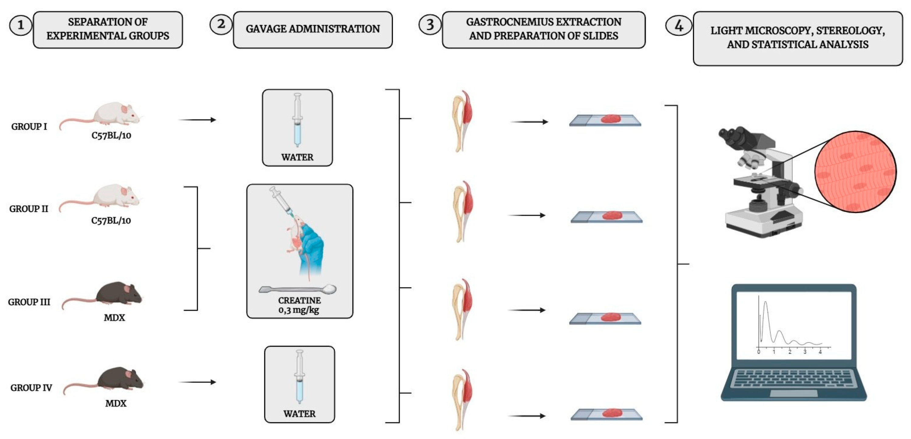 Pathophysiology 32 00002 g001