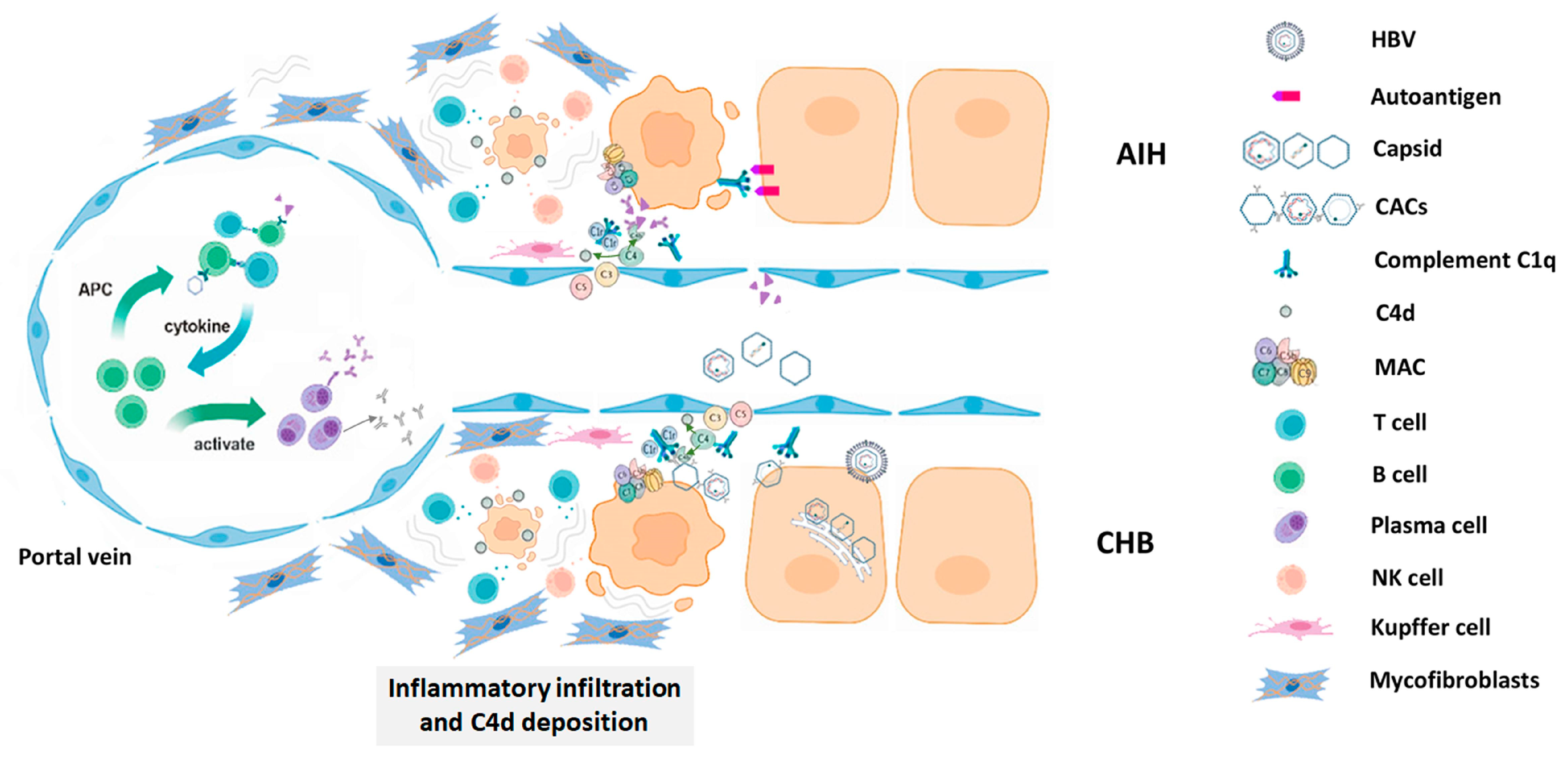 Pathophysiology 32 00030 g006 Pathophysiology 32 00030 g006