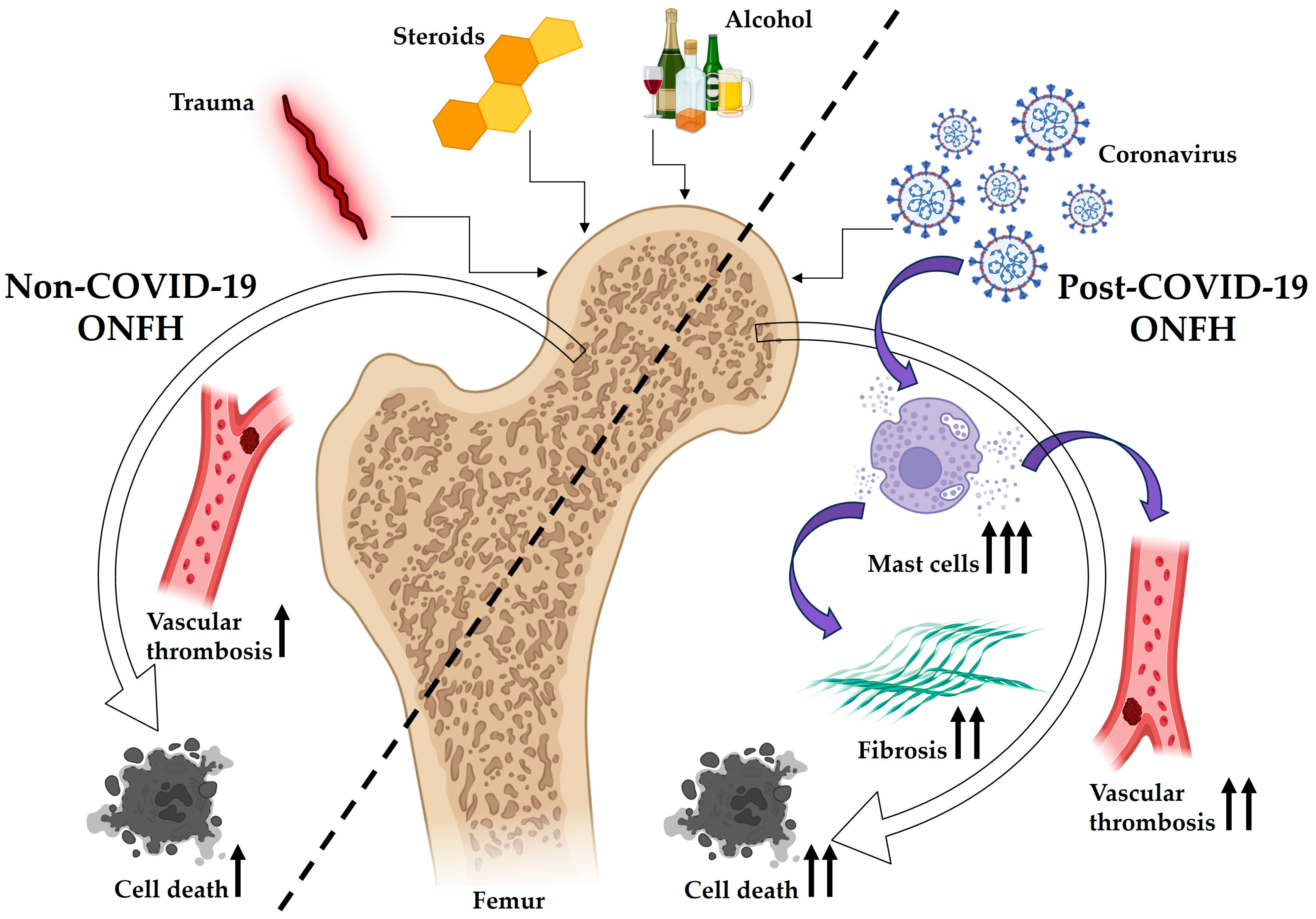 Pathophysiology 32 00036 g005