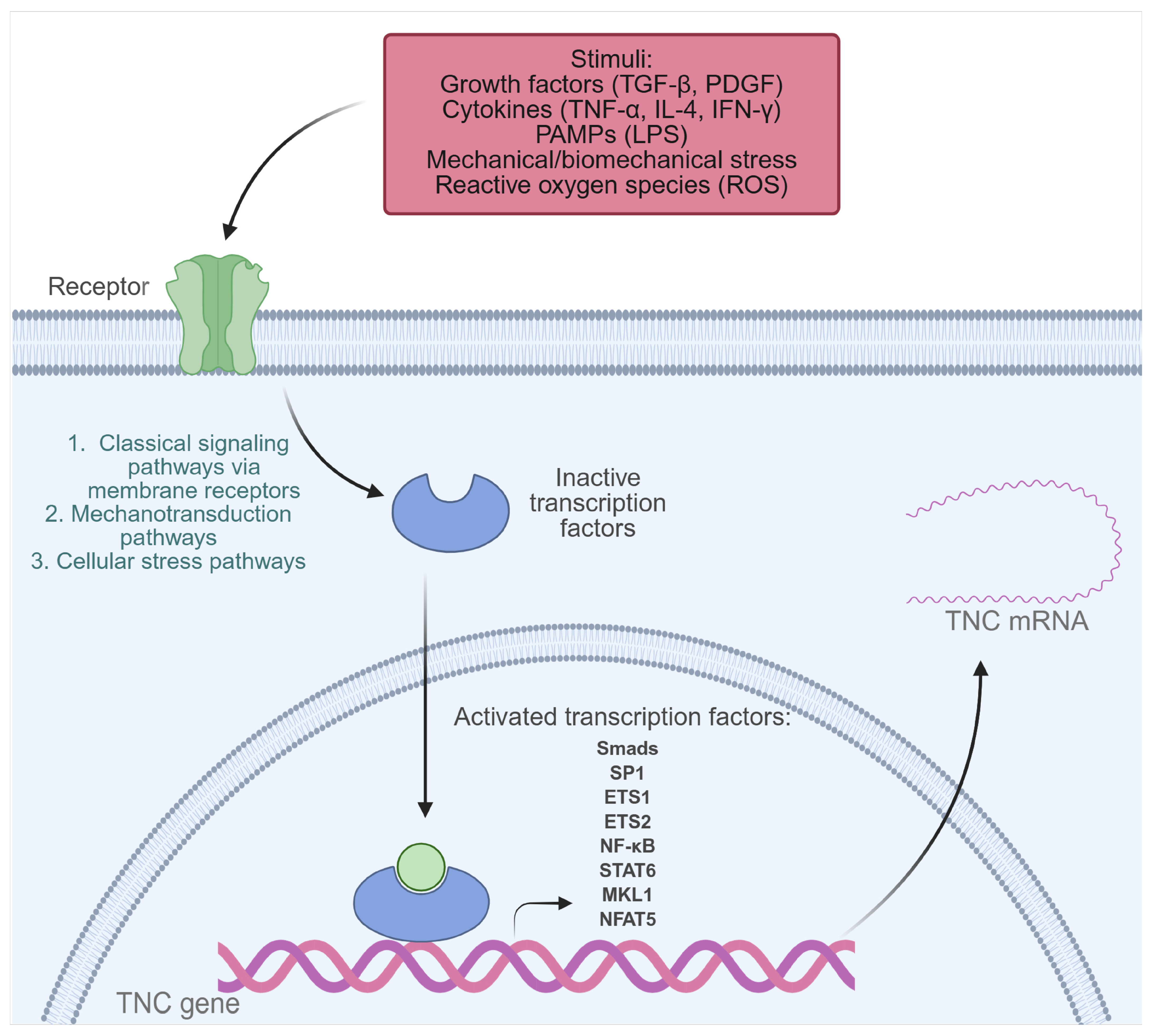 Pathophysiology 32 00044 g002