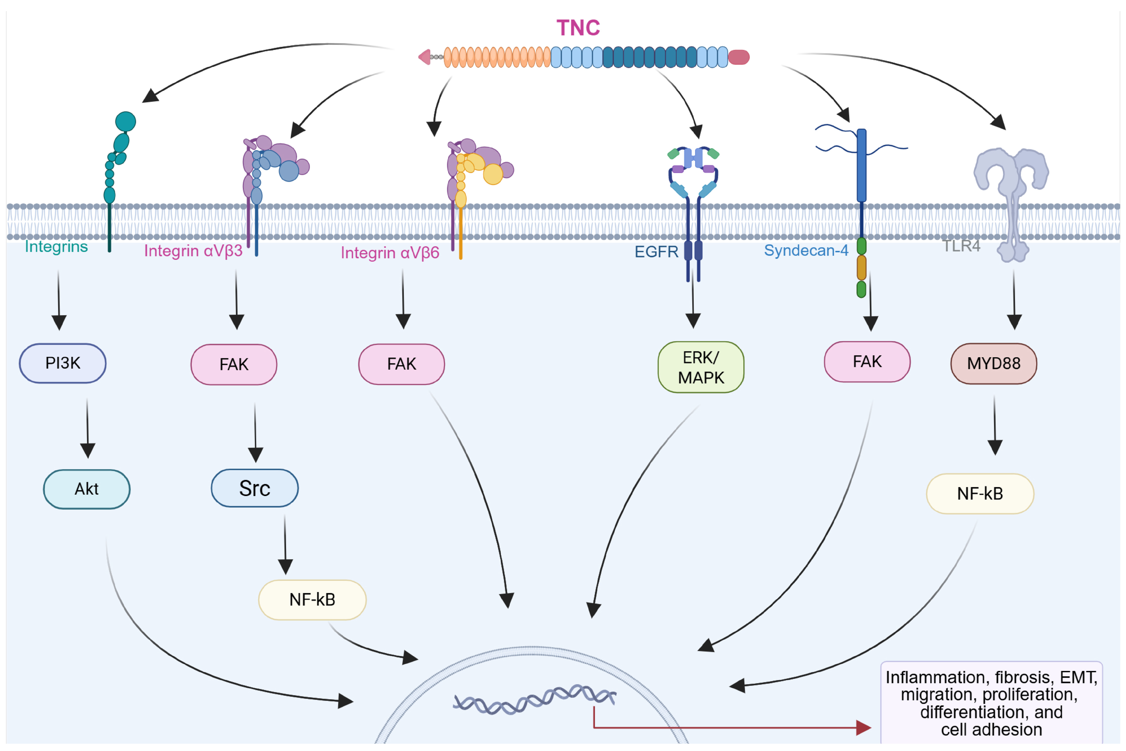 Pathophysiology 32 00044 g003