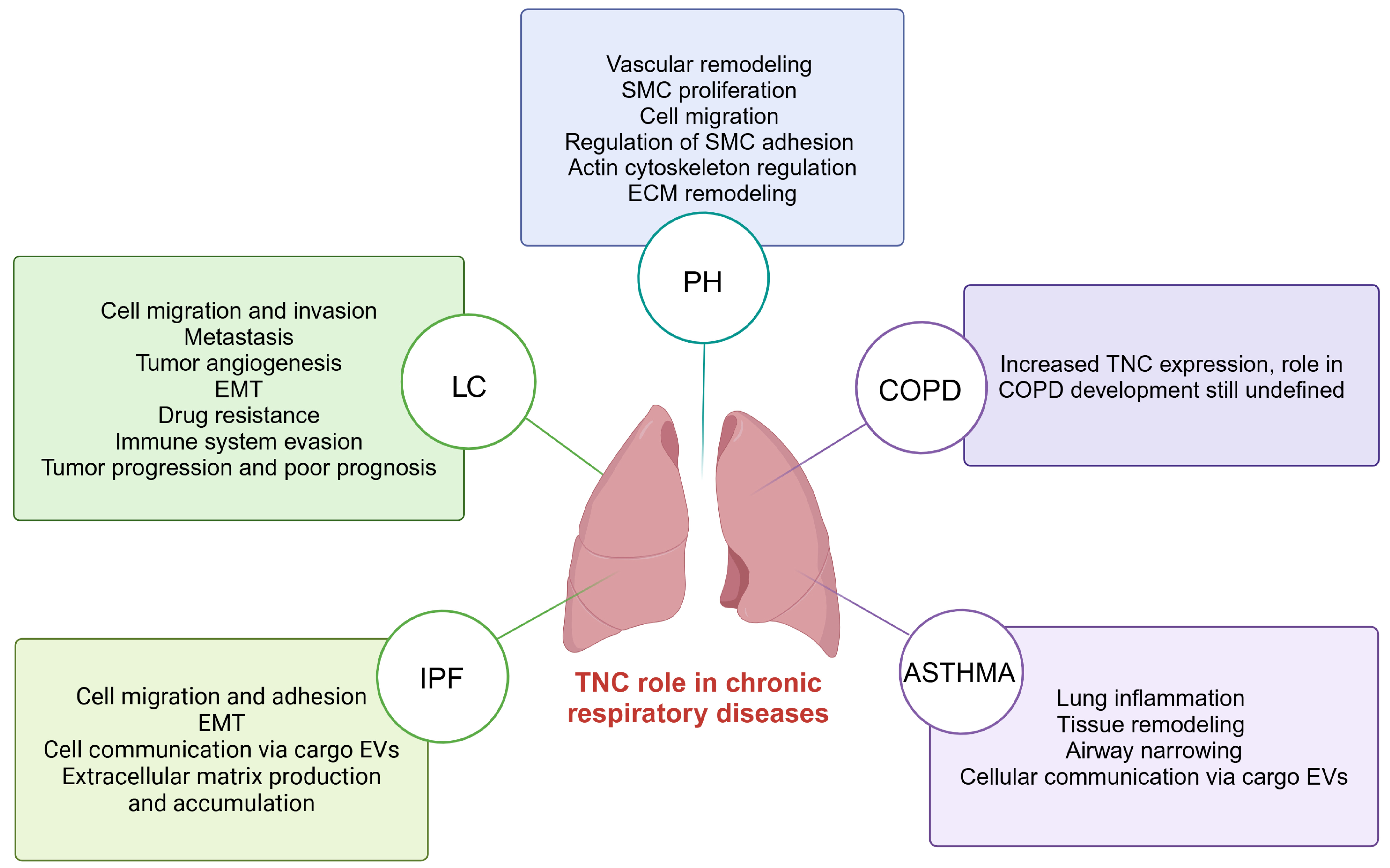 Pathophysiology 32 00044 g004