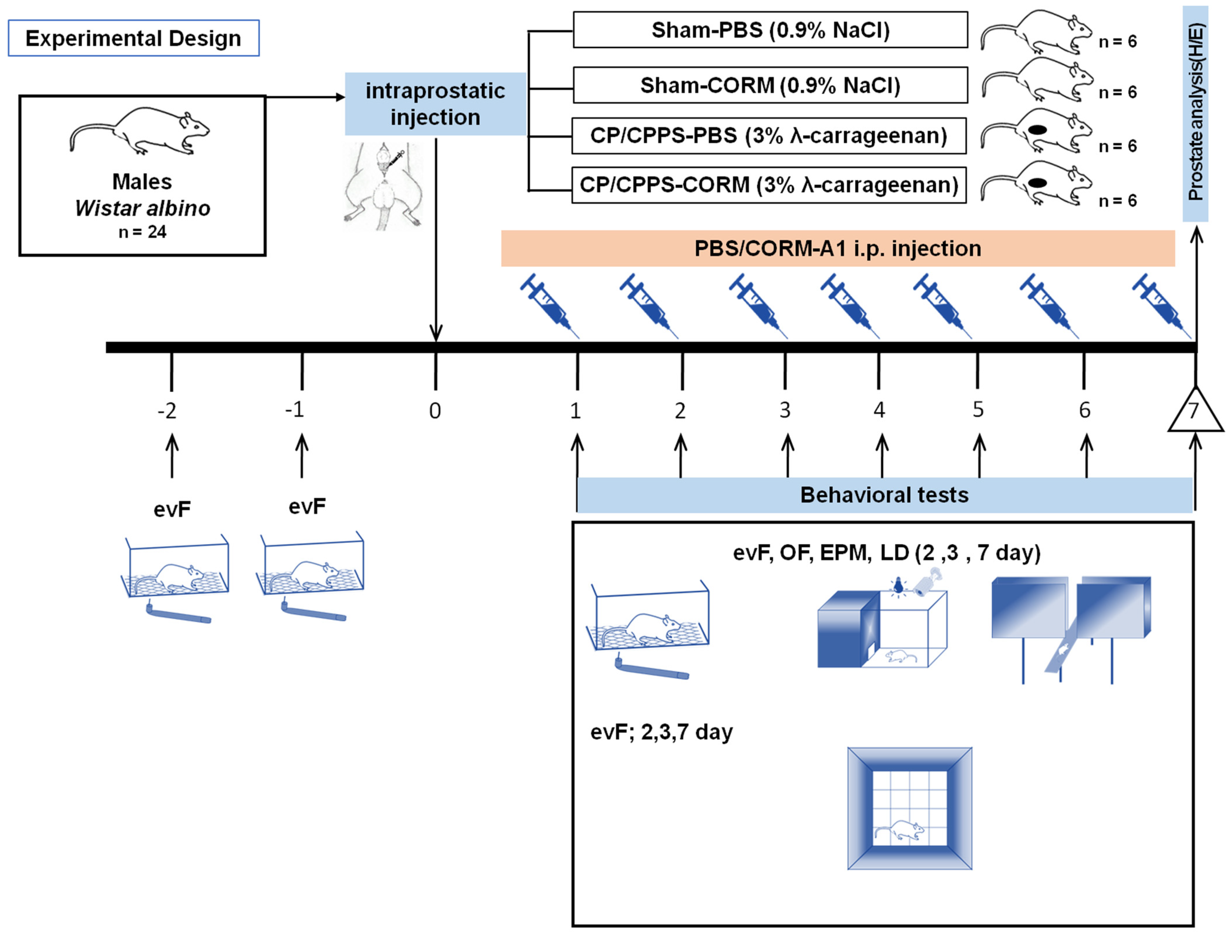 Pathophysiology 32 00053 g001