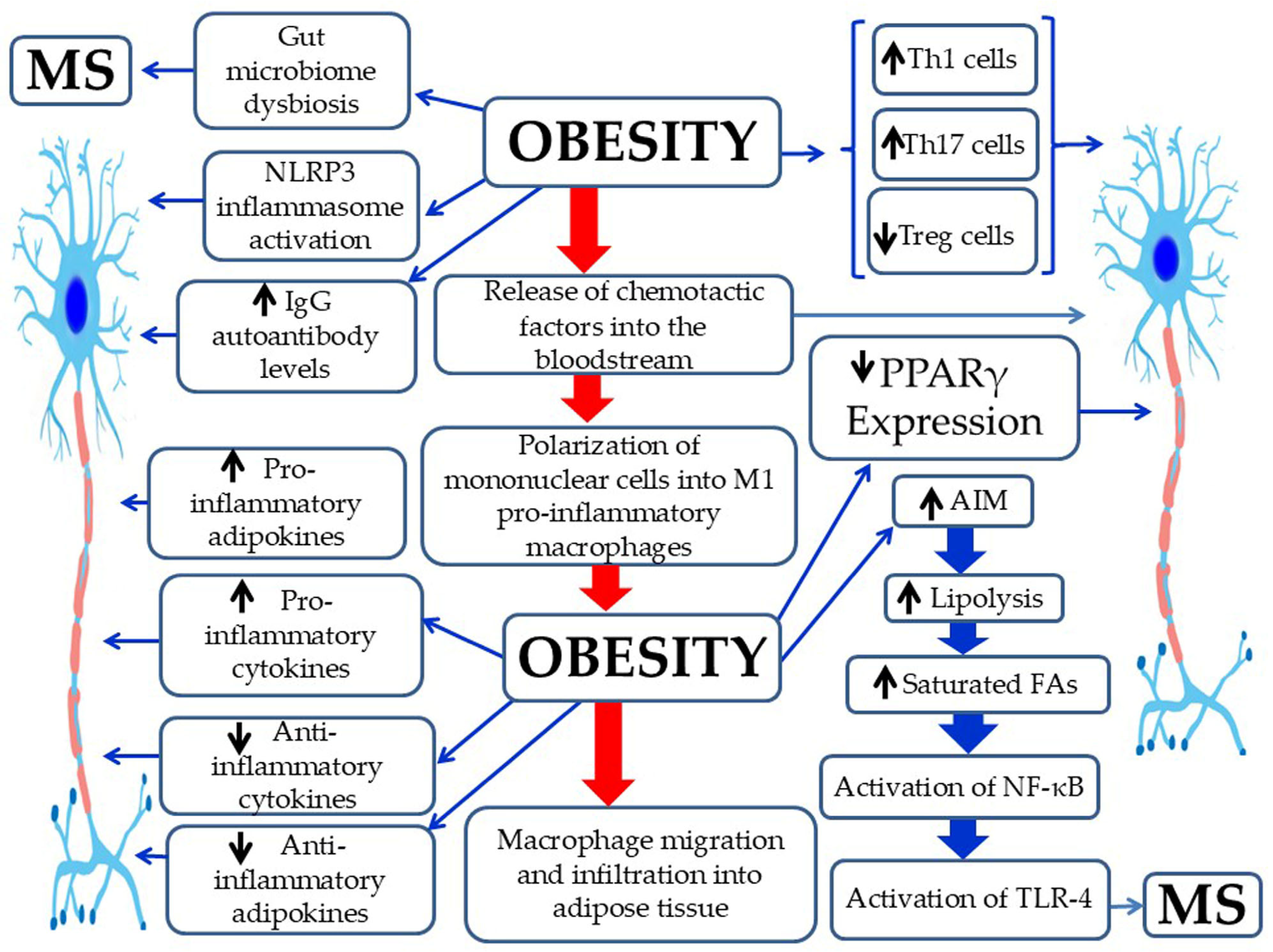 Pathophysiology 33 00005 g001 Pathophysiology 33 00005 g001
