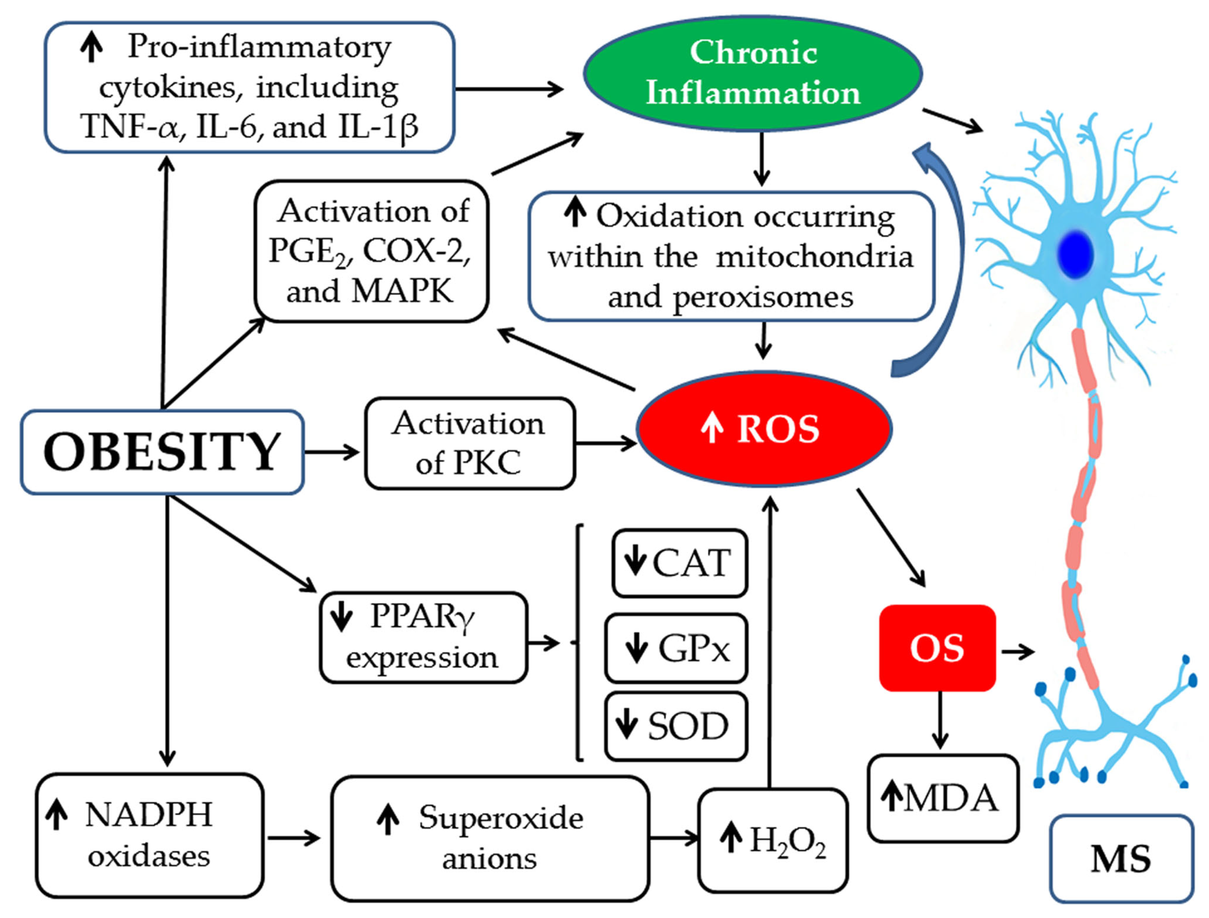 Pathophysiology 33 00005 g009 Pathophysiology 33 00005 g009